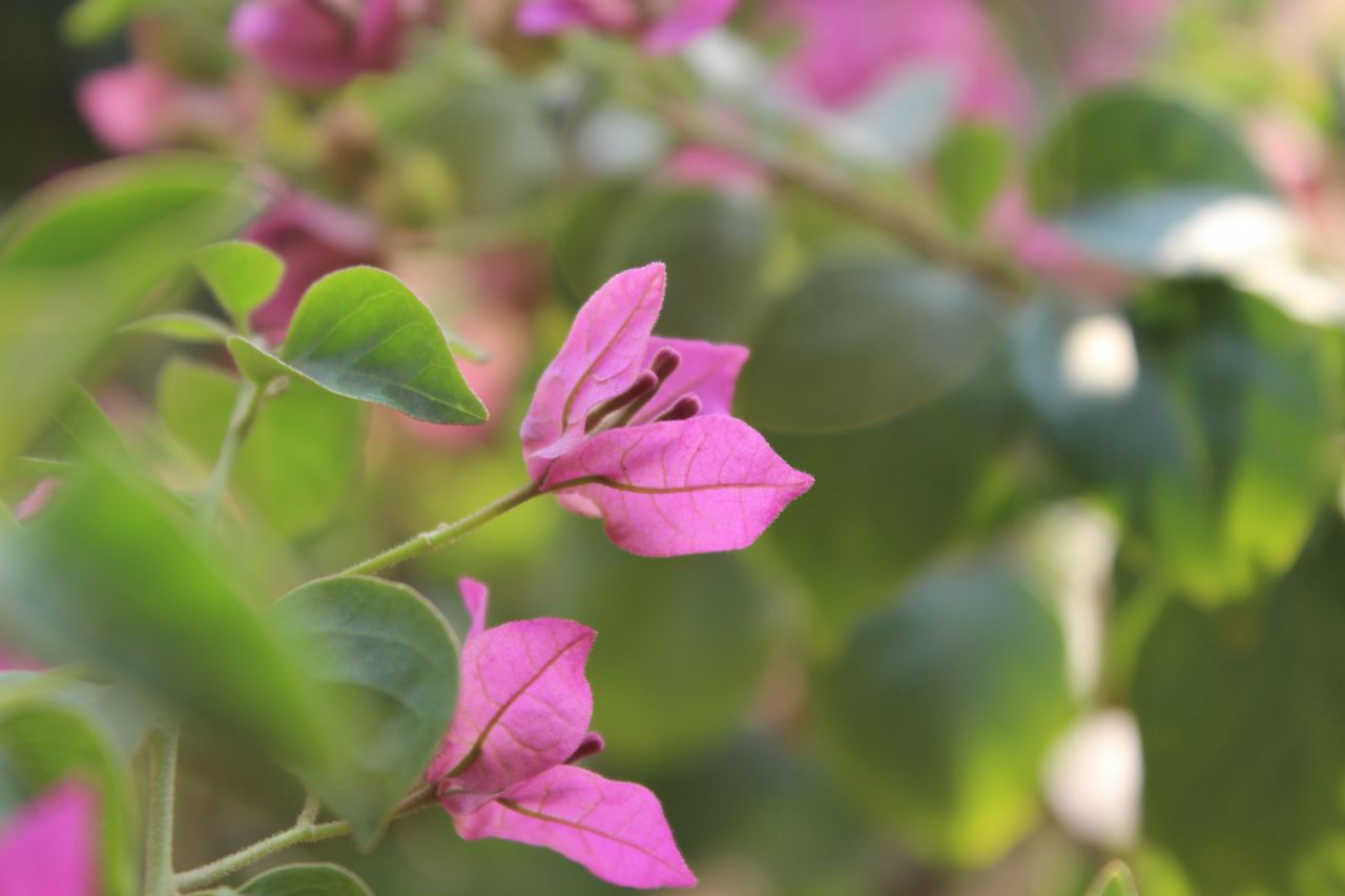 Closeup Of Pink Leaf Flower Stock Free