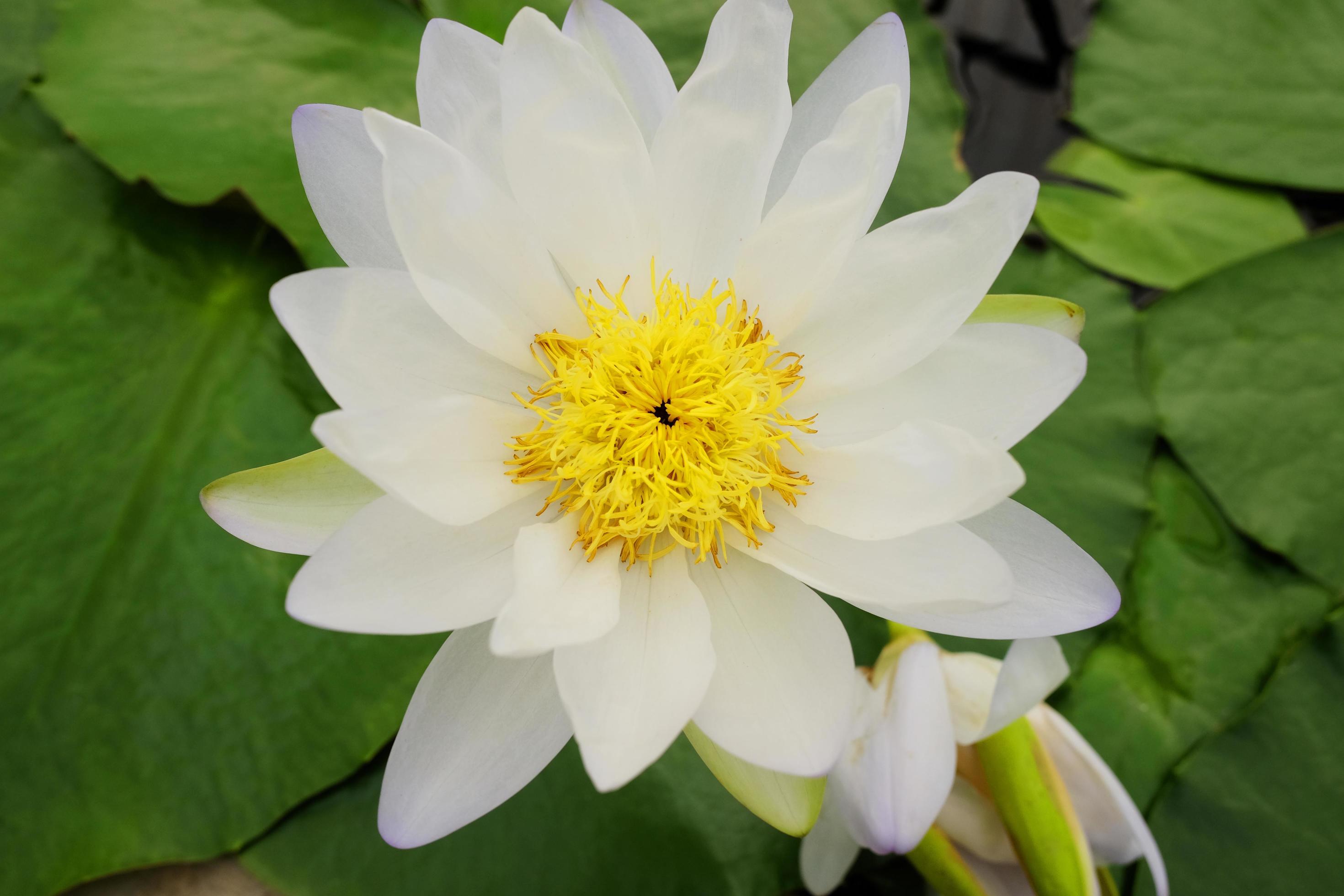 Blooming white Water lily Nymphaea stellata Willd and yellow pollen float in tranquil river garden. Tropical lotus flowers in pond. Stock Free