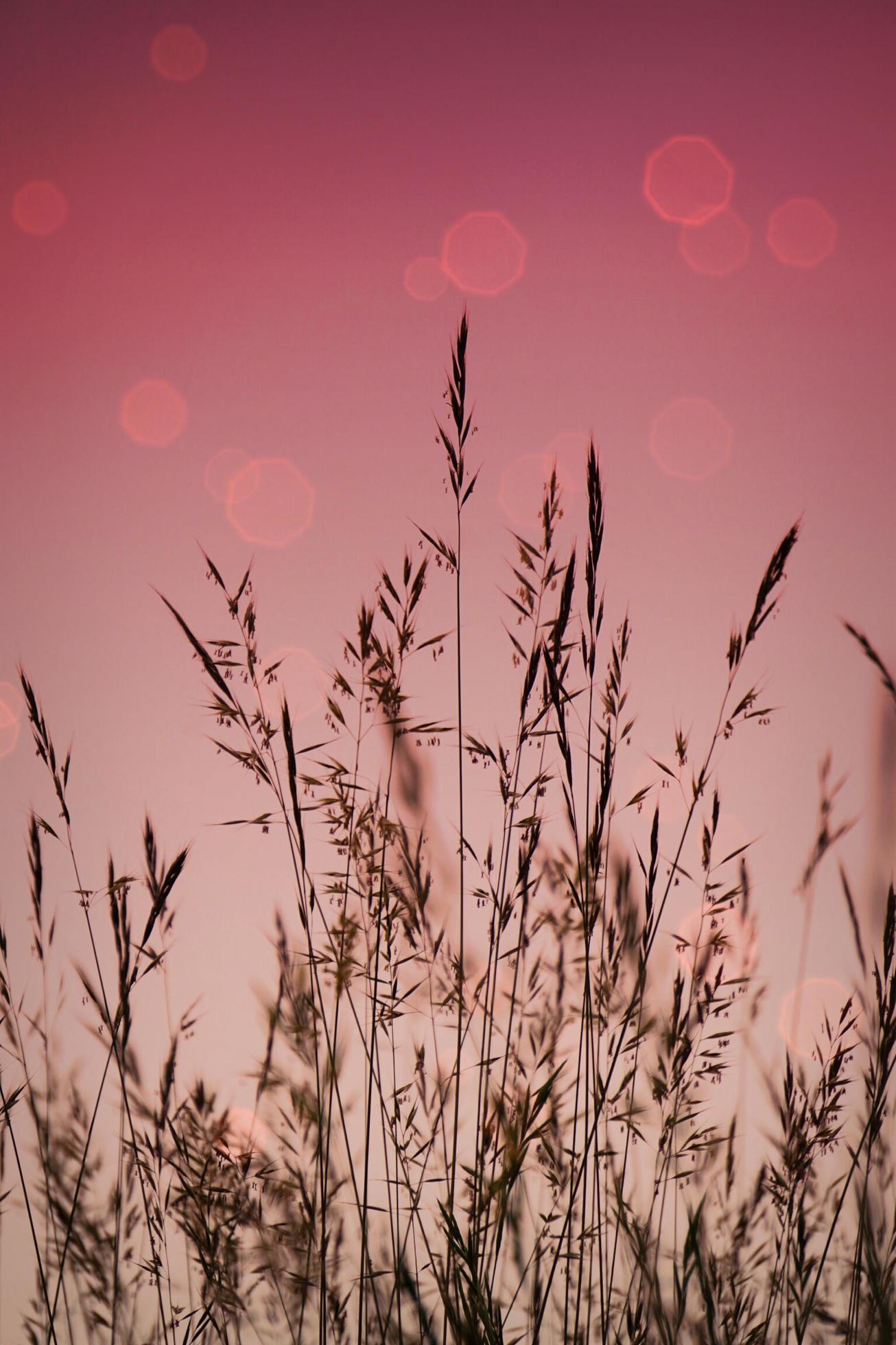 Dry flower plants and sunset in nature Stock Free