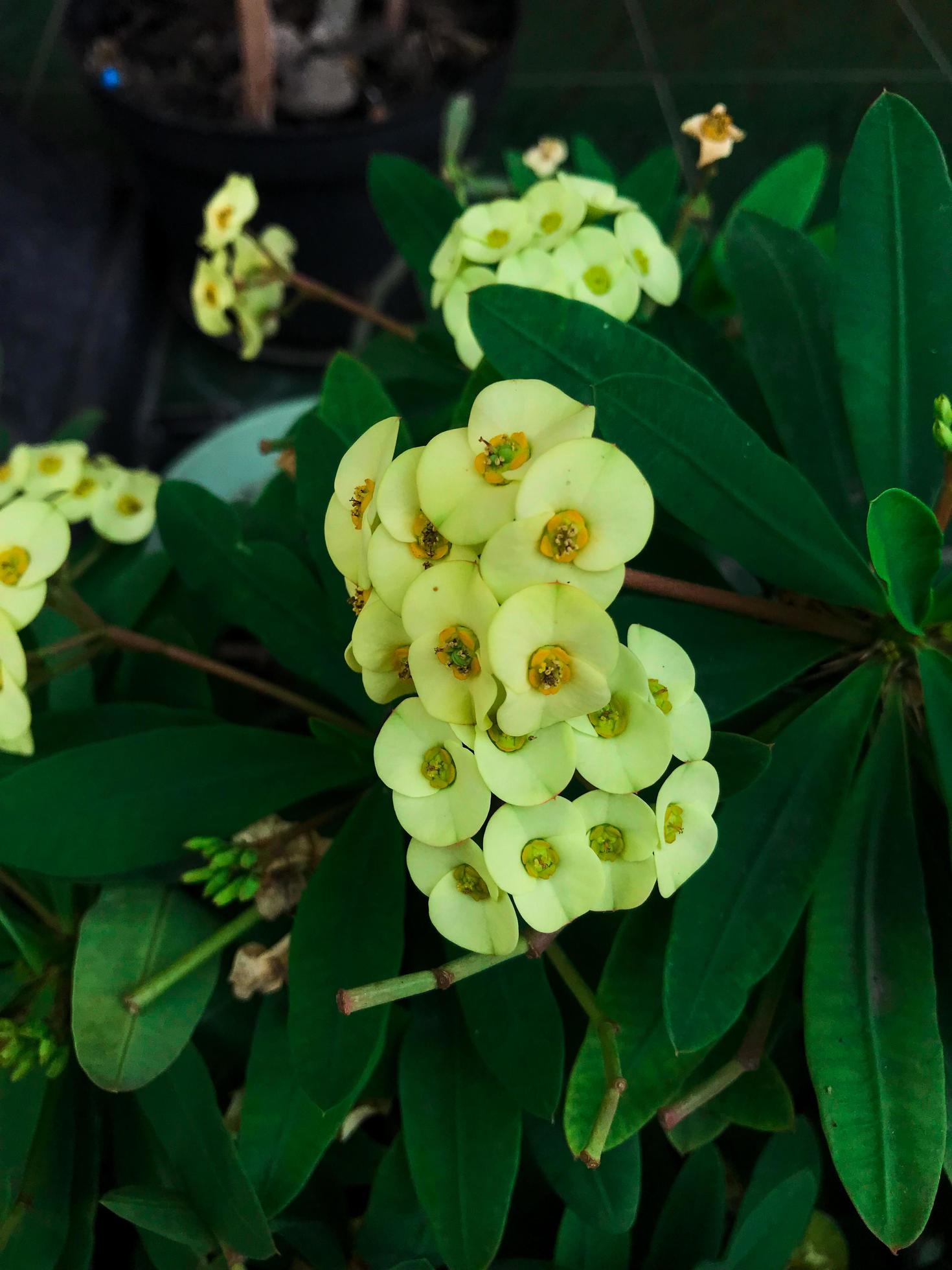 close up euphorbia flower blooms in the garden Stock Free