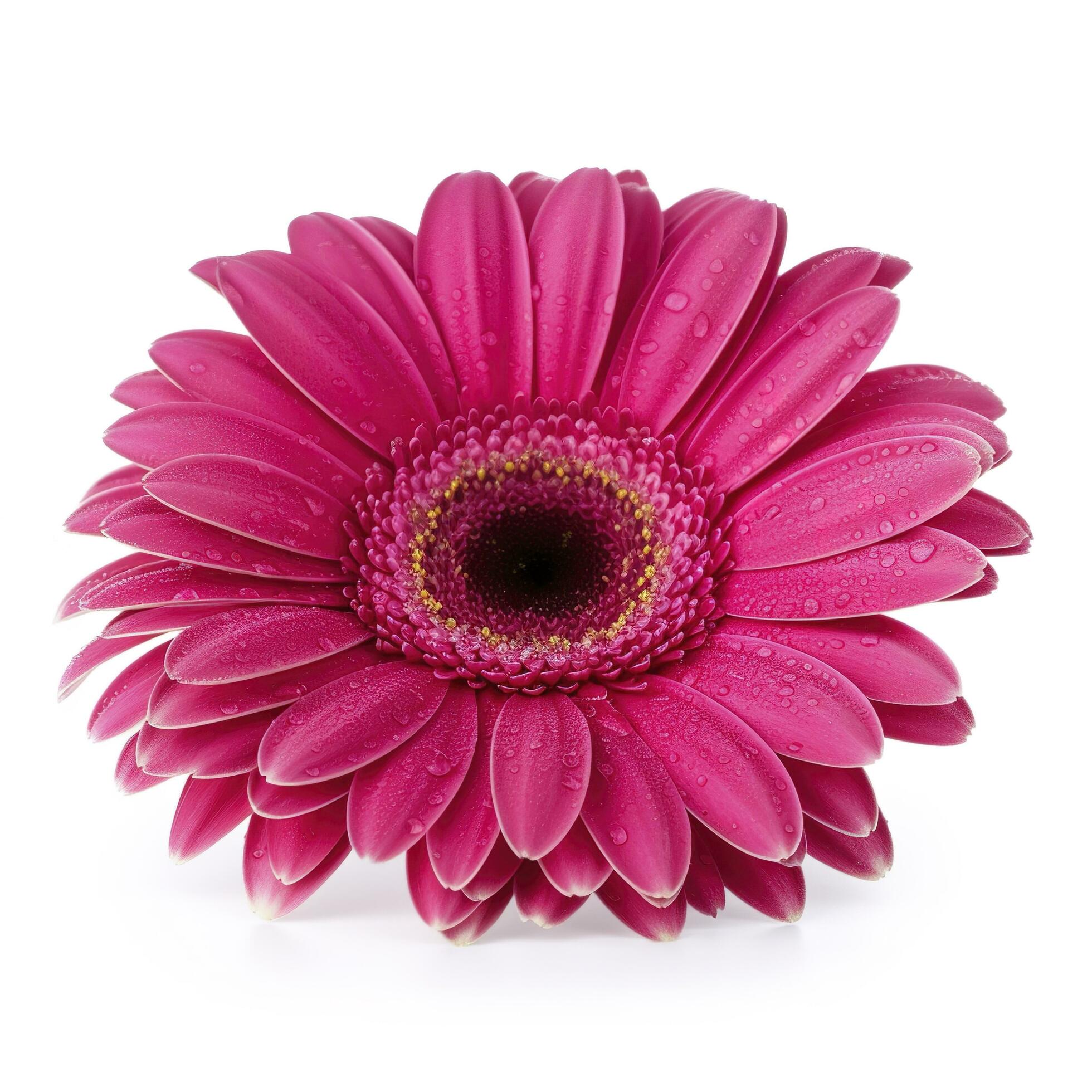 Pink gerbera flower isolated on white background, generate ai Stock Free