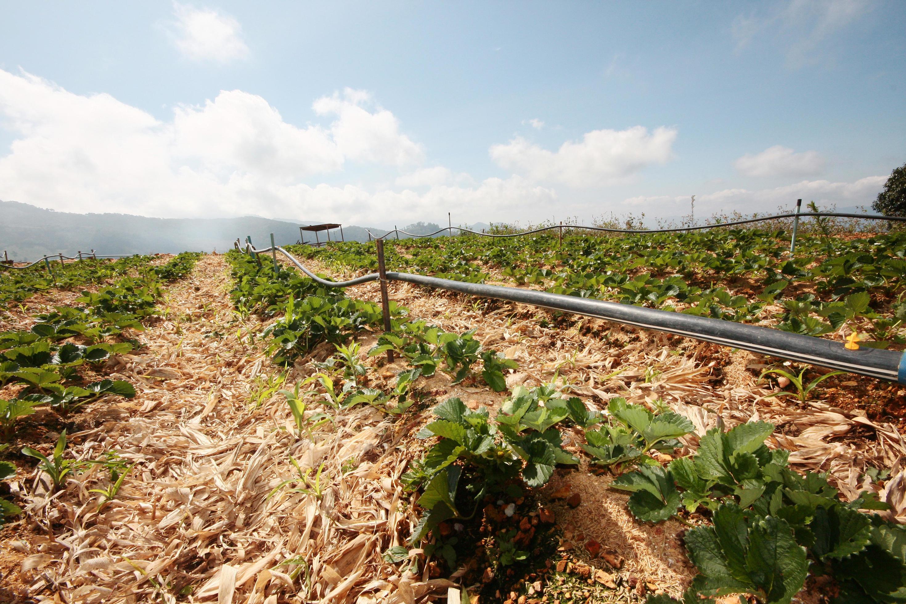 Water supply system in Strawberry Farm and Plant nursery in greenhouse on the mountain at northern in Thailand Stock Free