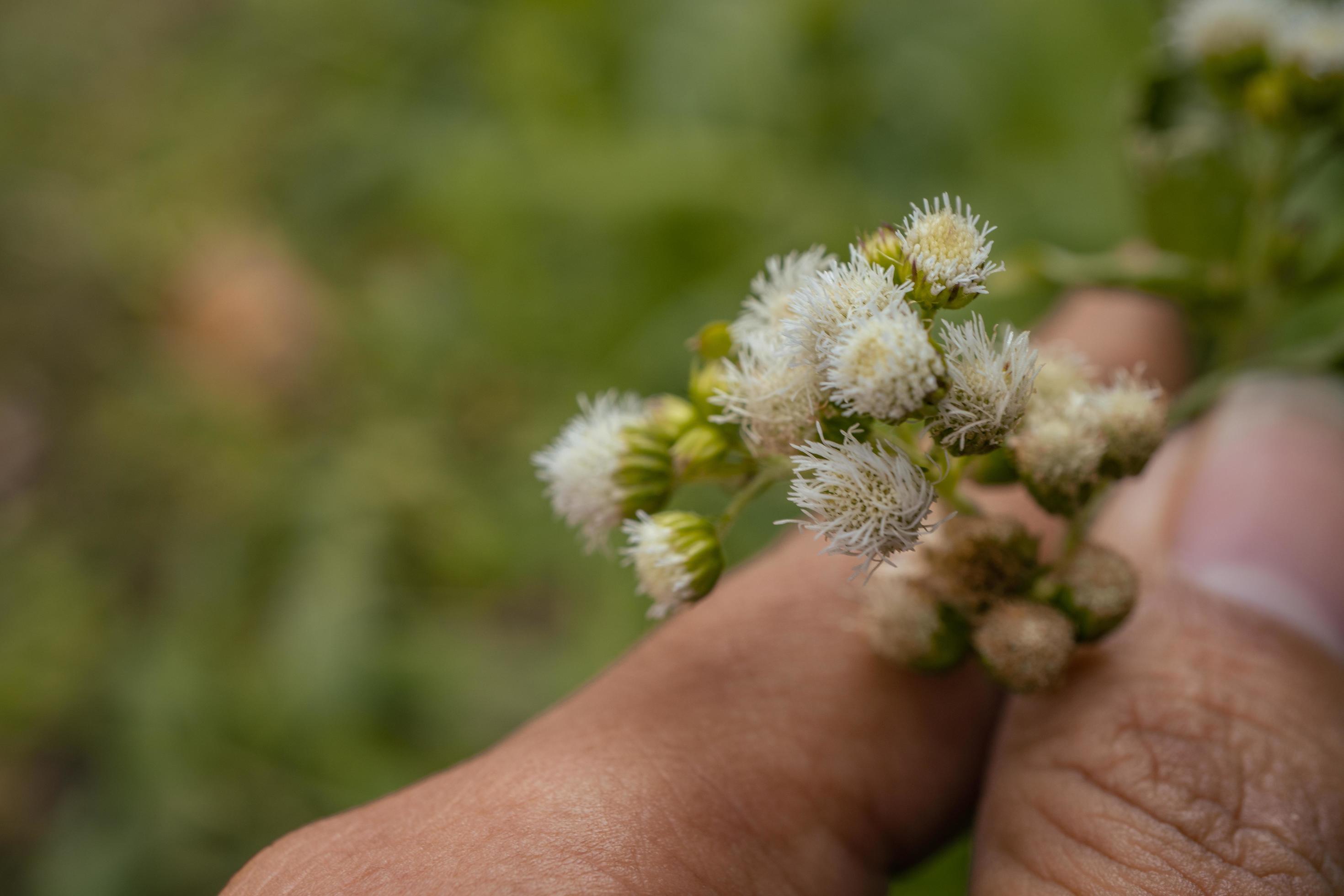 Small white flower buds when springtime on the garden. The photo is suitable to use for flower background, traveler poster and botanical content media. Stock Free