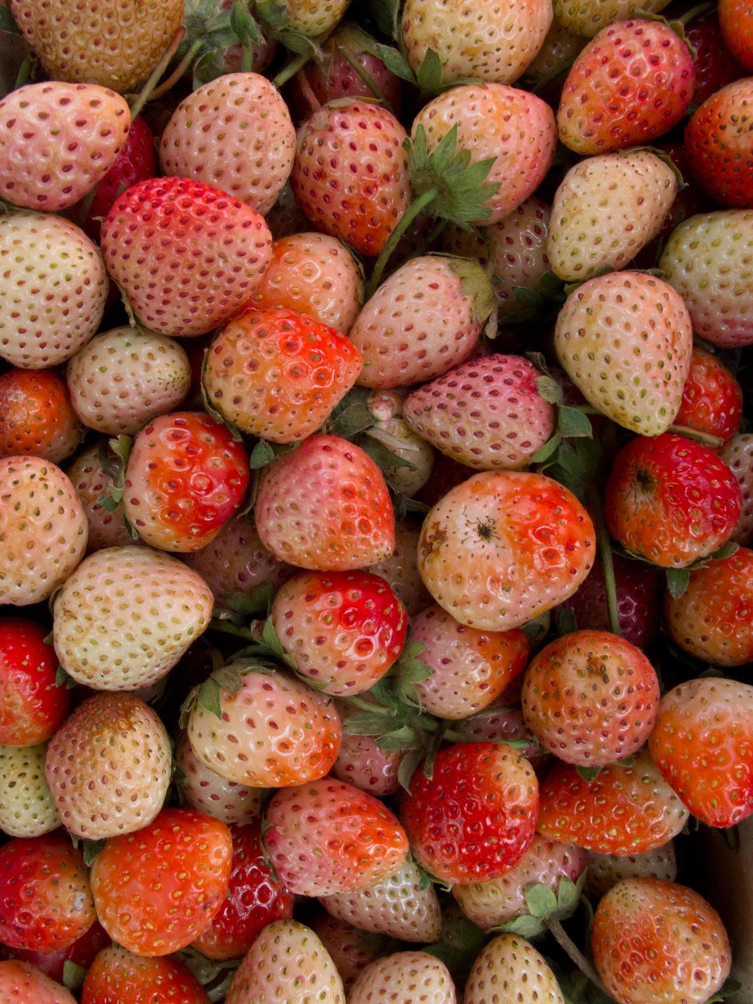 Fresh ripe perfect Juicy strawberry full frame – Food Frame Background Stock Free