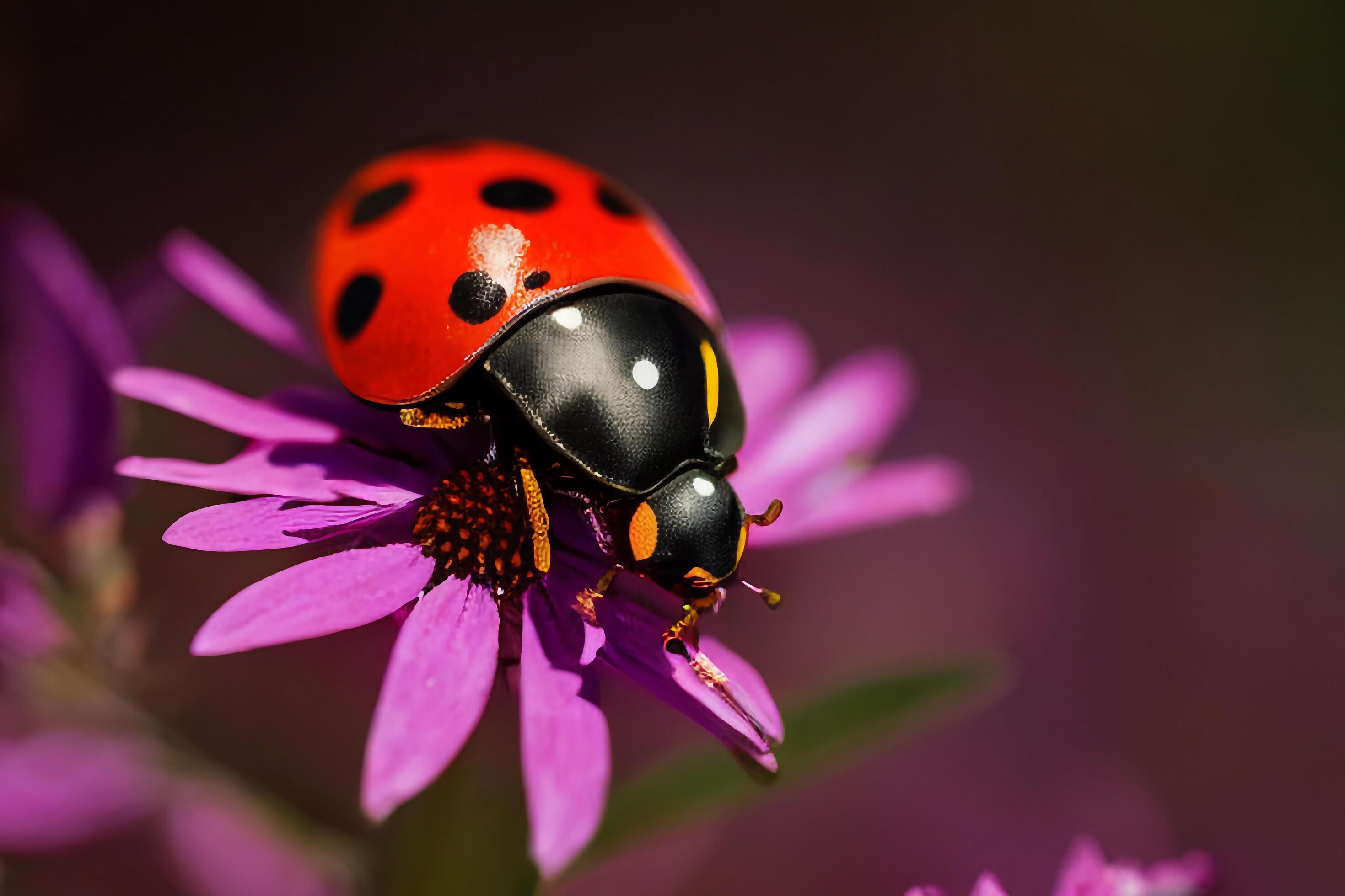 The ladybug on the flower with . Stock Free