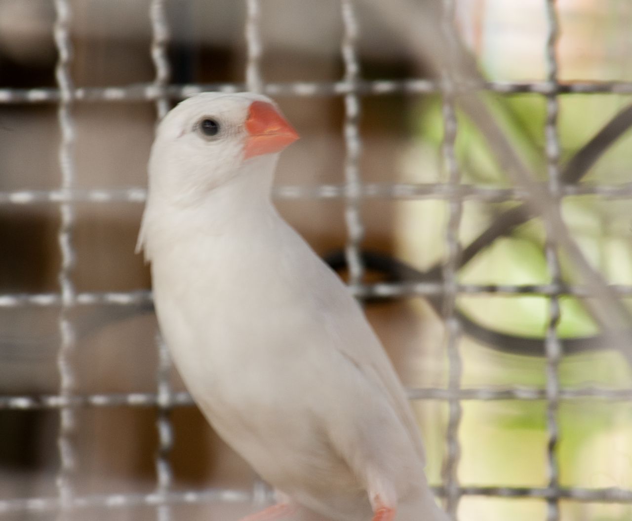 Beautiful White Bird Stock Free