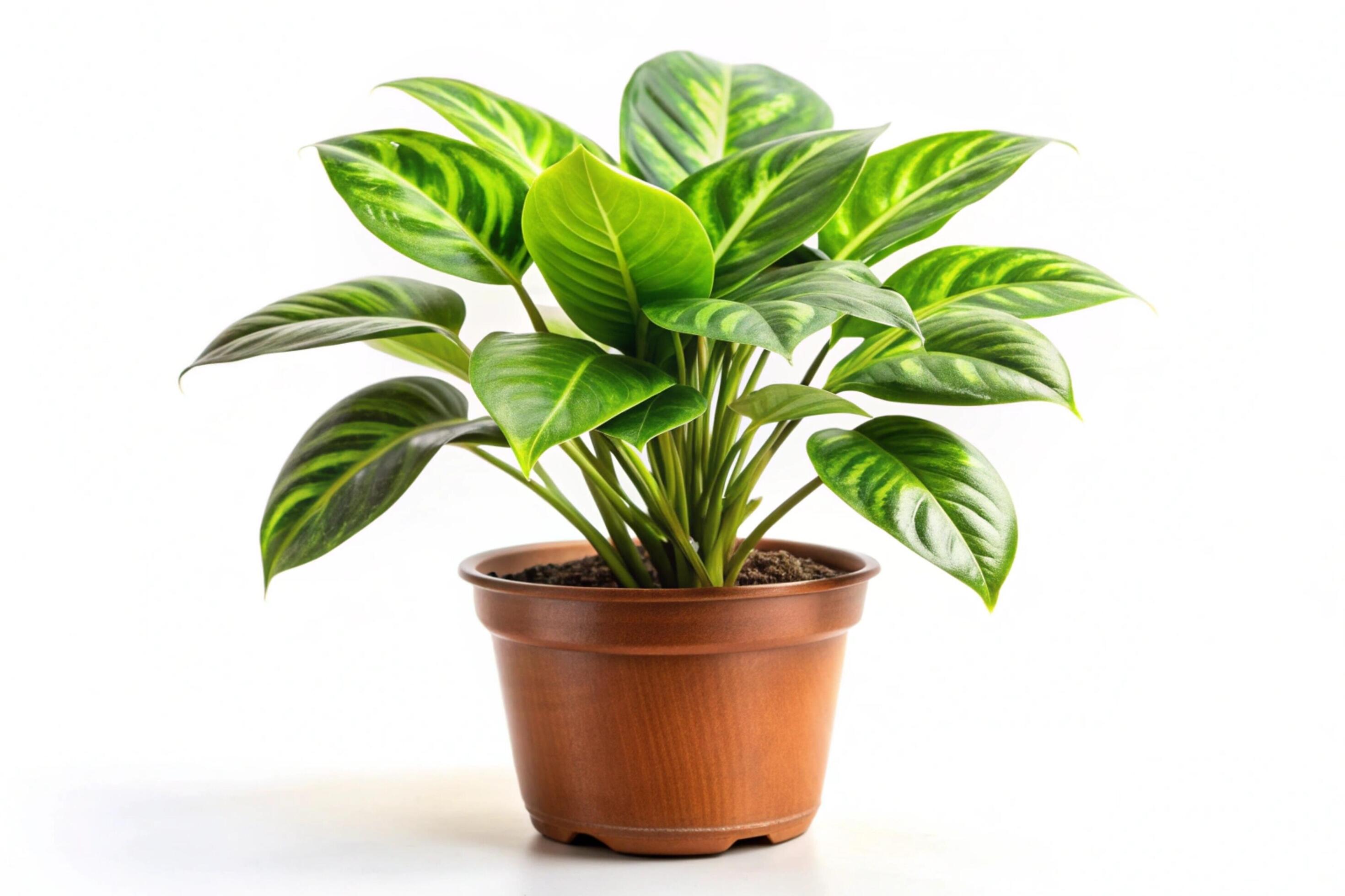 Small plant isolated on white background Stock Free