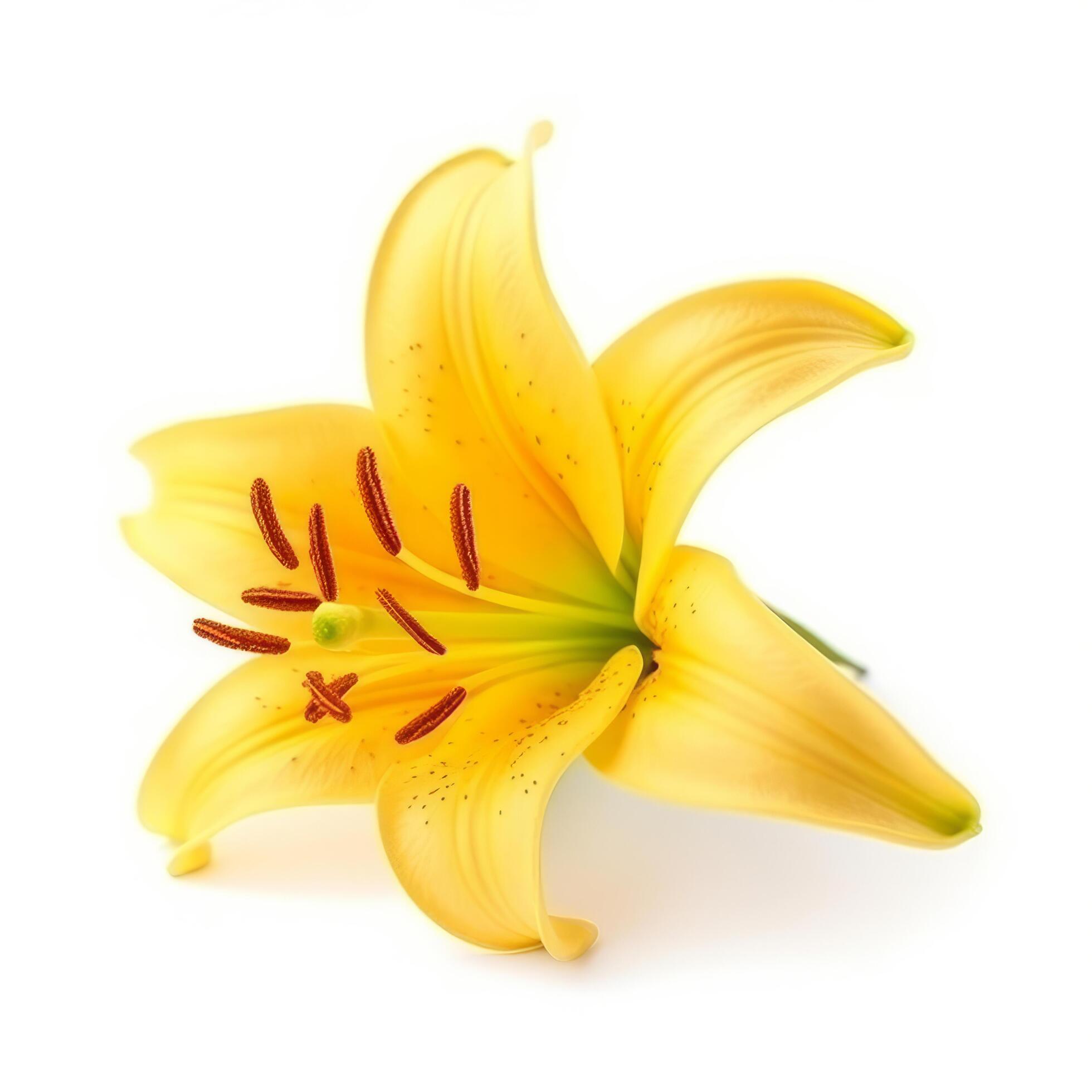 Yellow Lilly flower isolated. Illustration Stock Free