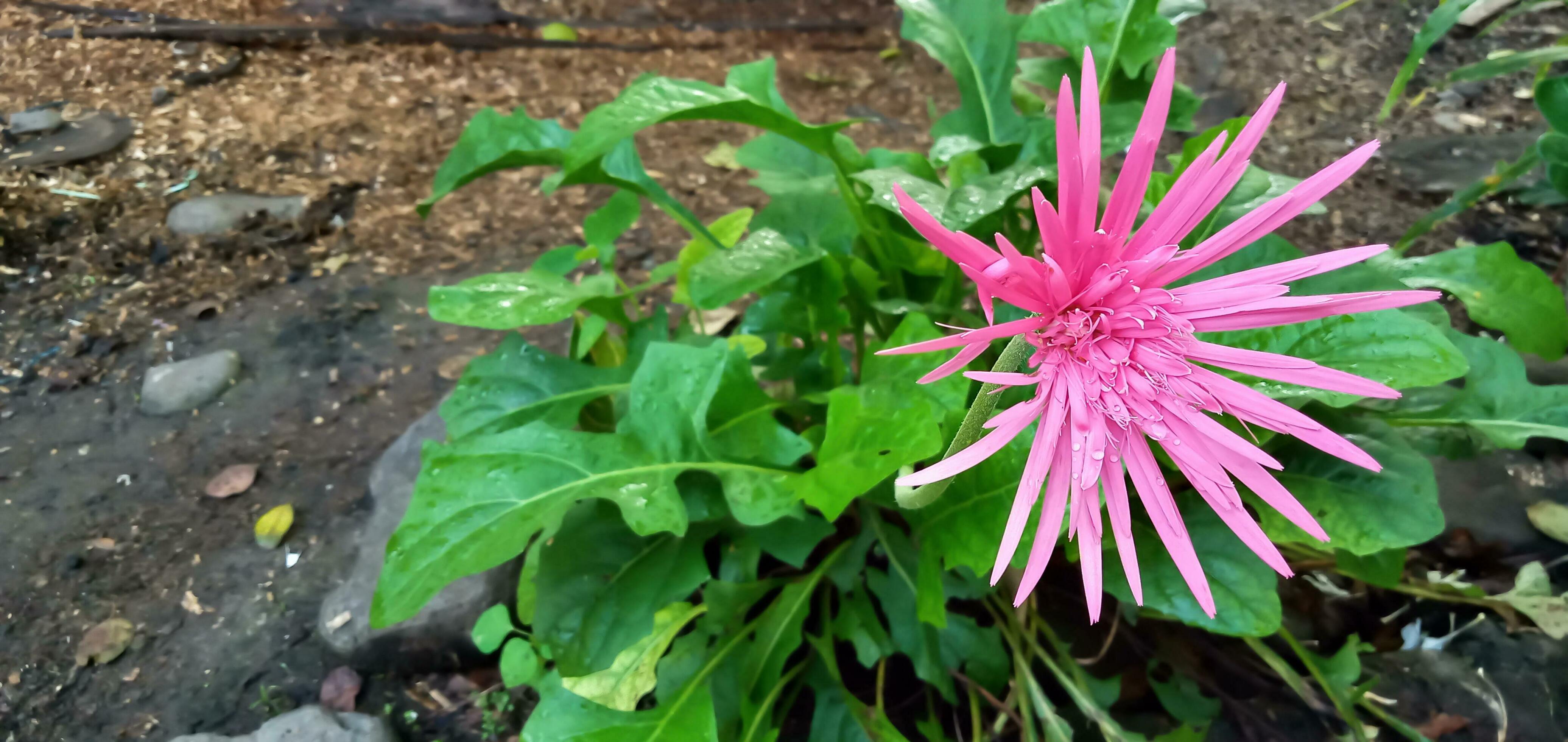 Pink Hebras,pink flowers on tropical foliage nature background. Stock Free