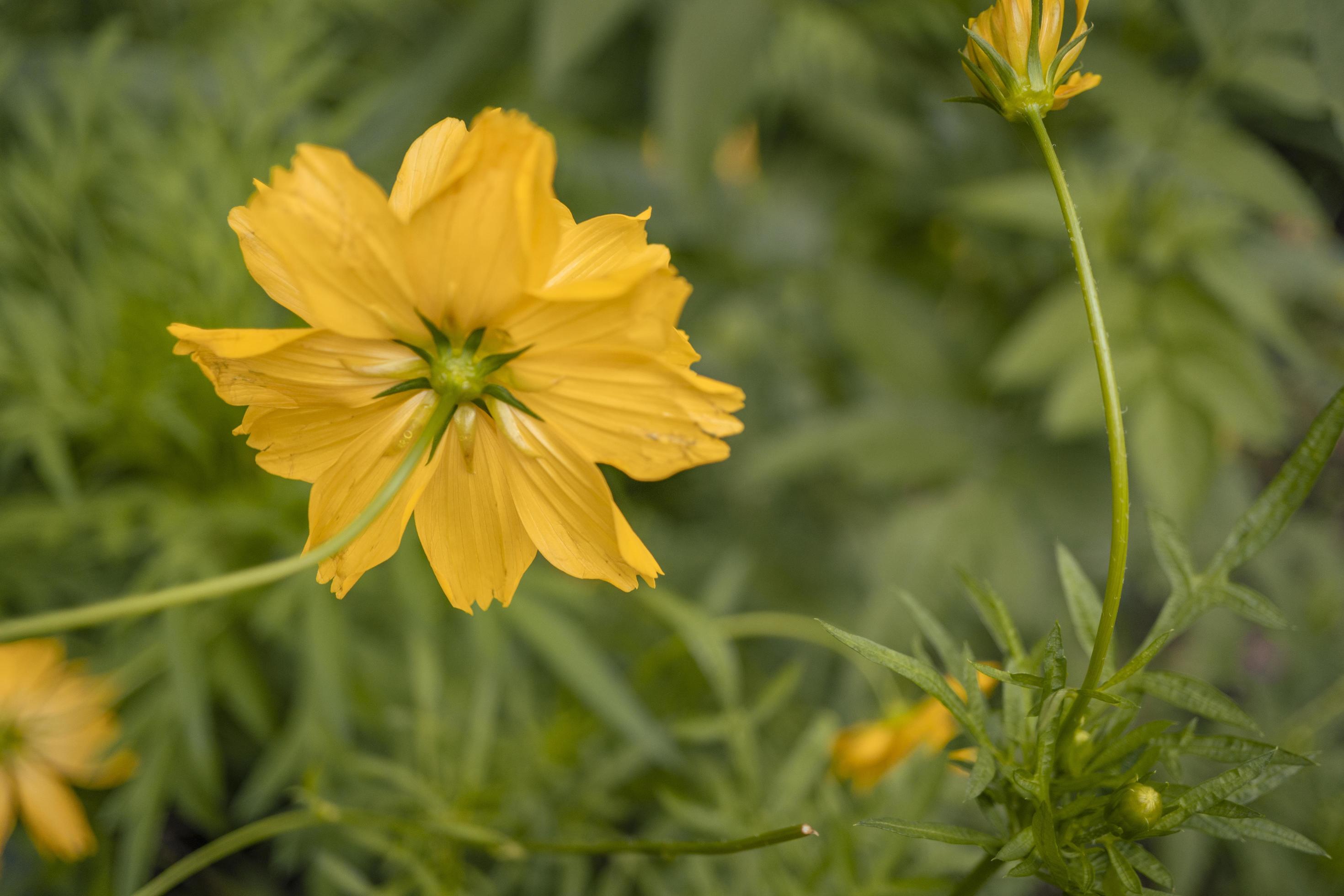 Close up photo of yellow cosmos flower when spring season. Stock Free