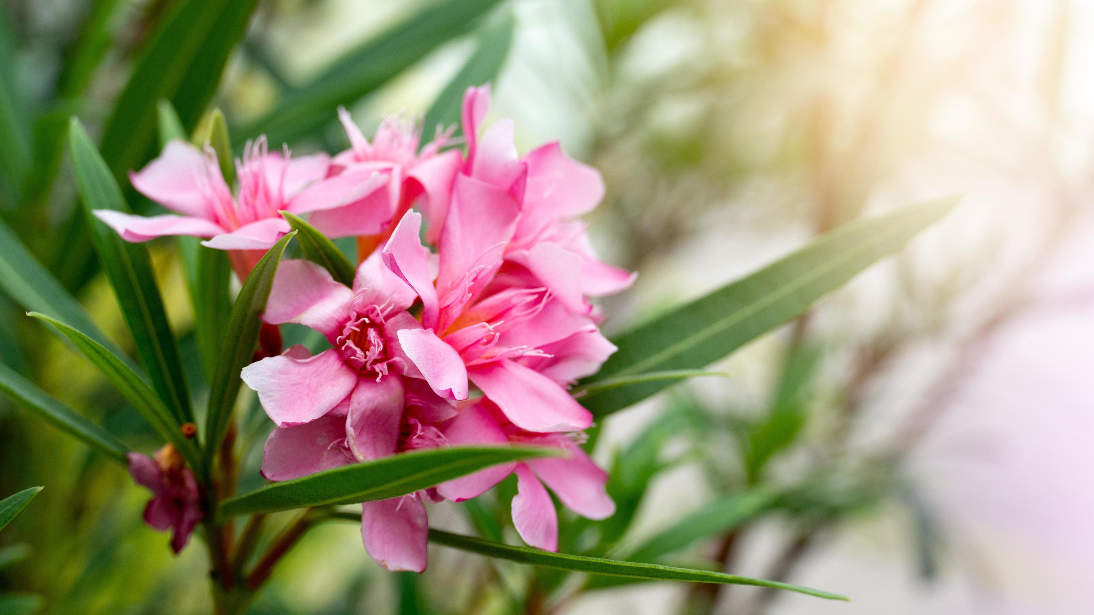 Pink flower of Nerium oleander on the tree. Background glows from orange and pink artificial lighting. Stock Free