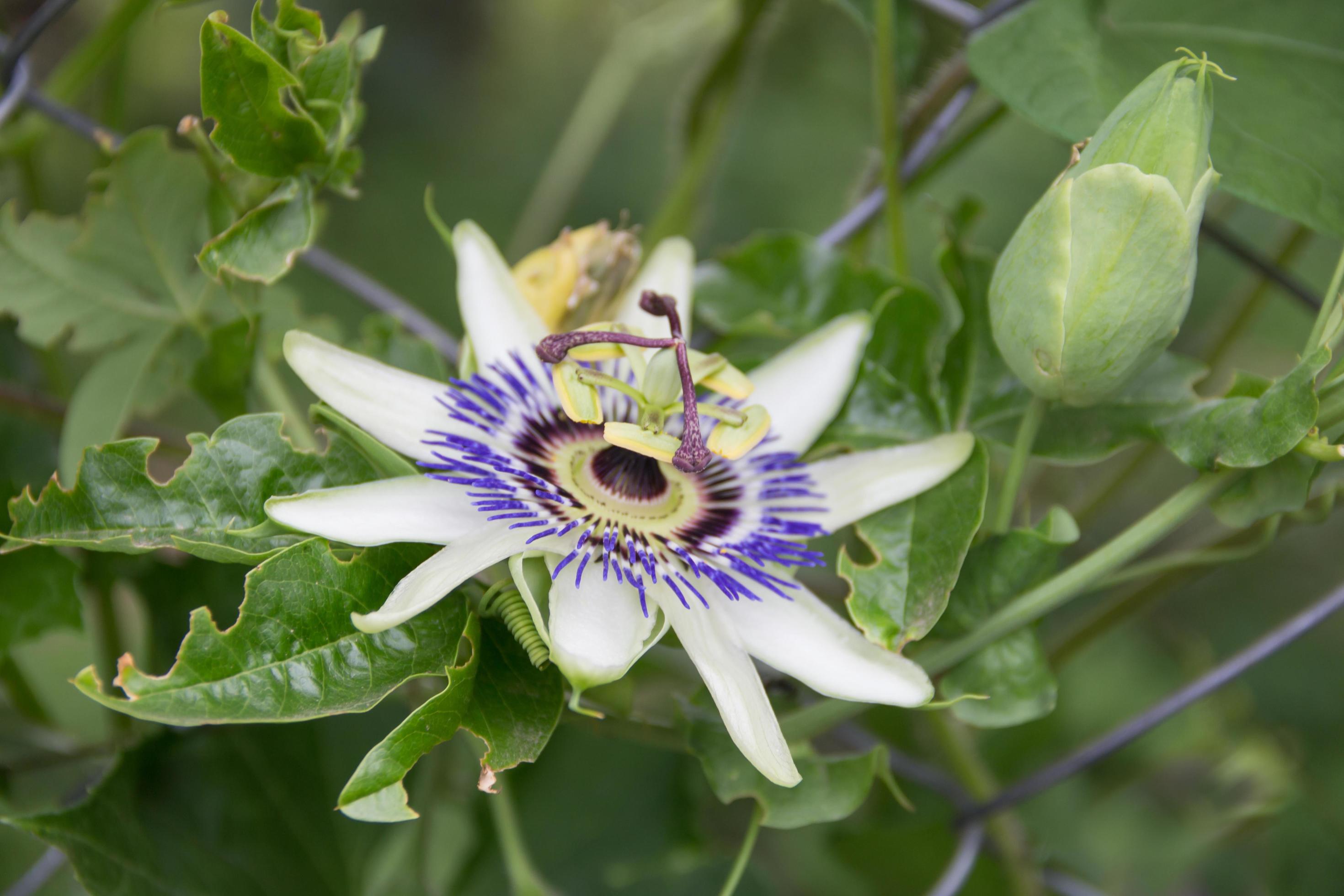 passion fruit flower on the plant Stock Free