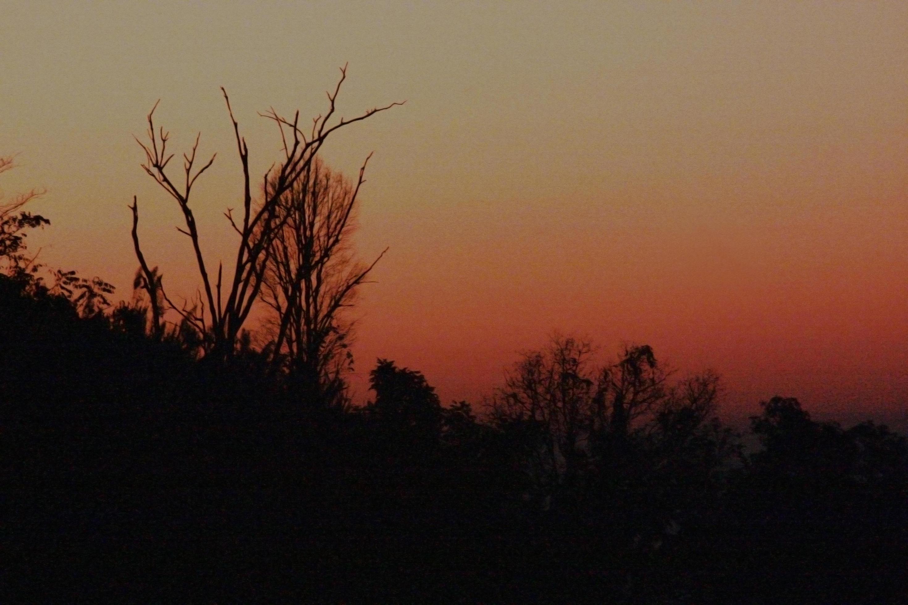 Silhouette Dead trees die in the dark of sunset and Scary and gloomy. Haloween concept. Stock Free