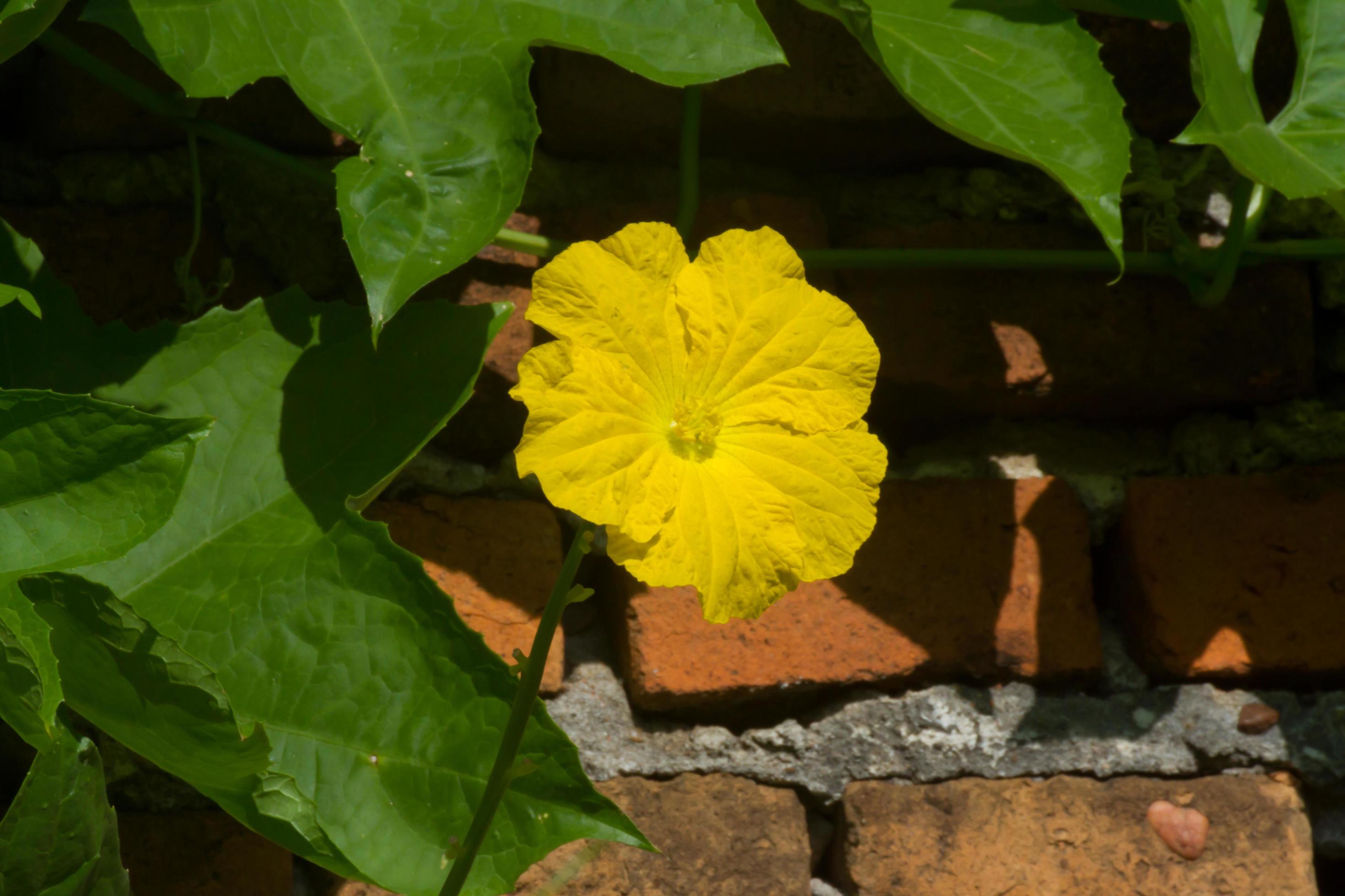 male and female flowers of luffa or vegetable sponge Stock Free