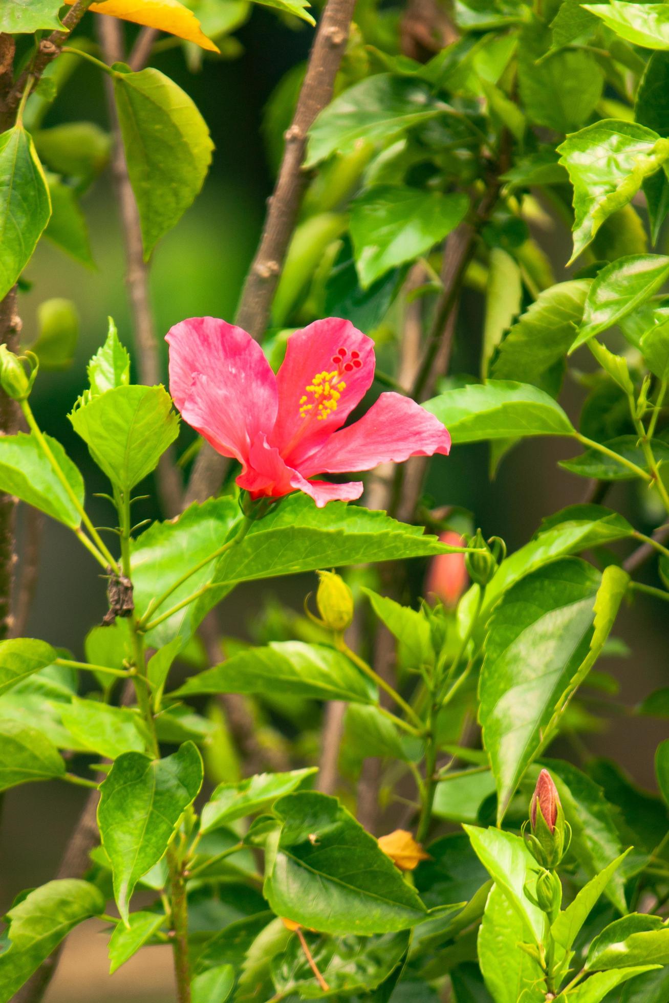 hibiscus flower in the garden Stock Free