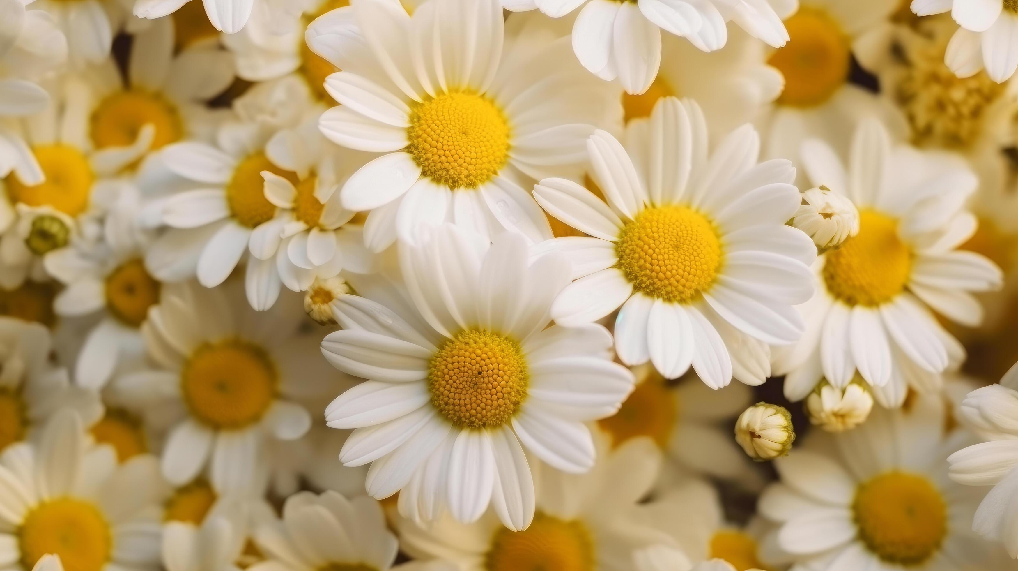 Chamomile flowers background. Illustration Stock Free