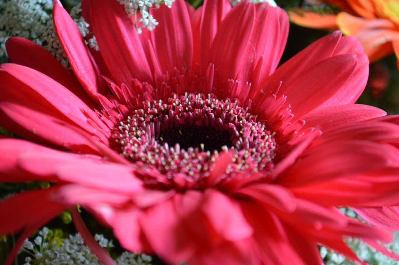 Pink Red Daisy Angle Stock Free