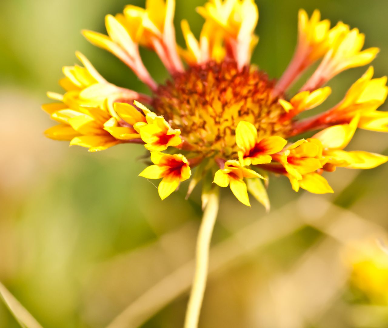 Yellow Flower Beautiful Stock Free