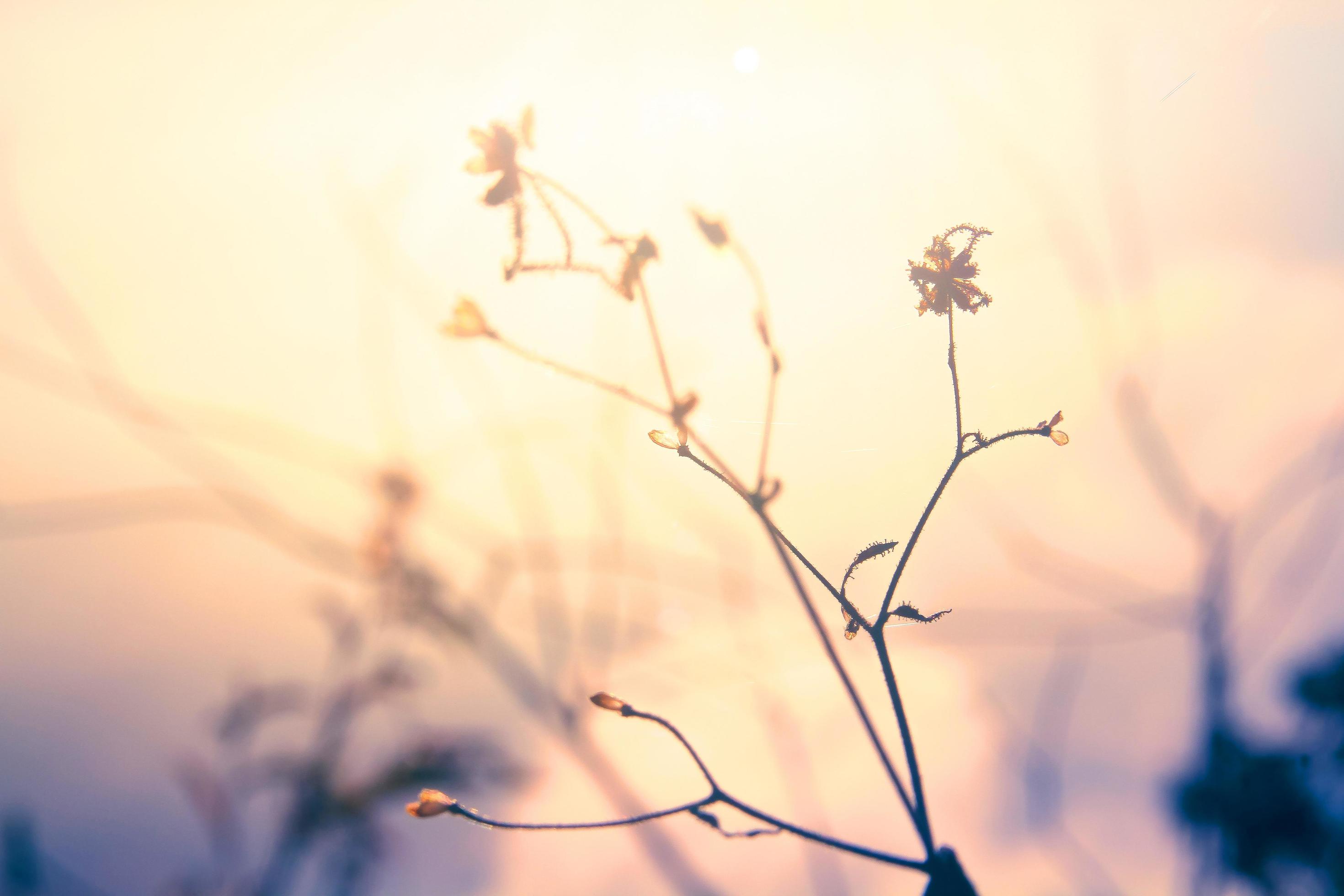 Silhouette golden light with blurred wild grass flowers in sunset blossom in forest. Vintage tone color style. Stock Free