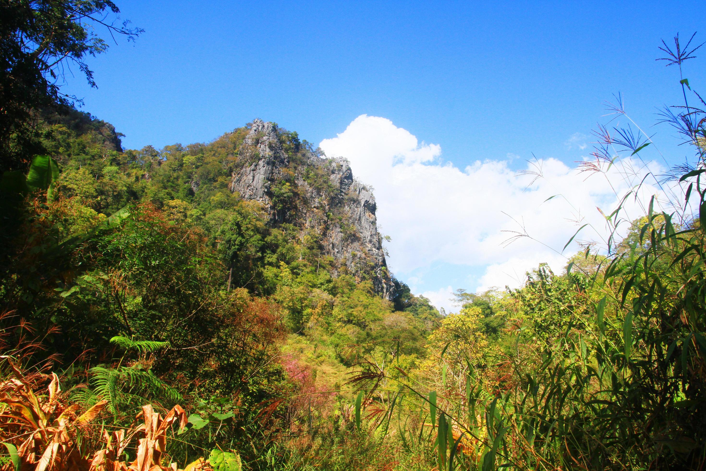 Green forest and jungle with blue sky on Mountain. Stock Free