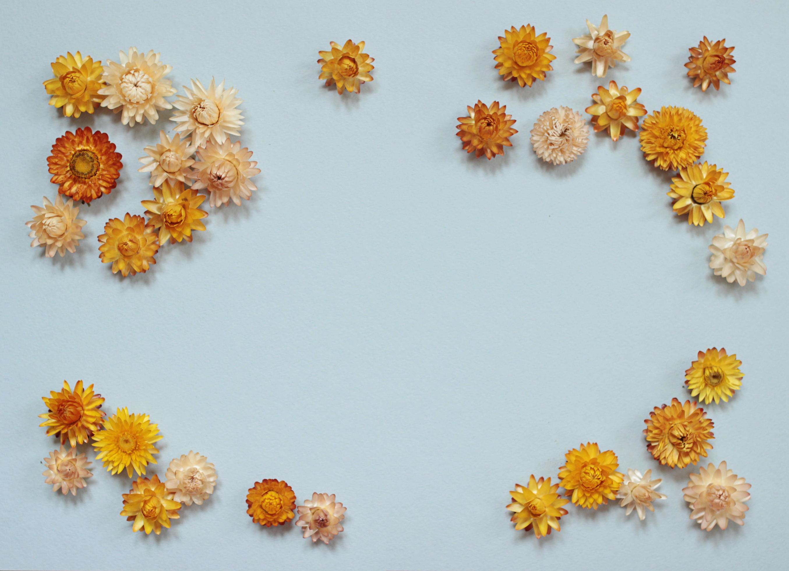 Yellow and orange volumetric dried flowers on a blue background. Empty space for text. Floral arrangement for postcards Stock Free