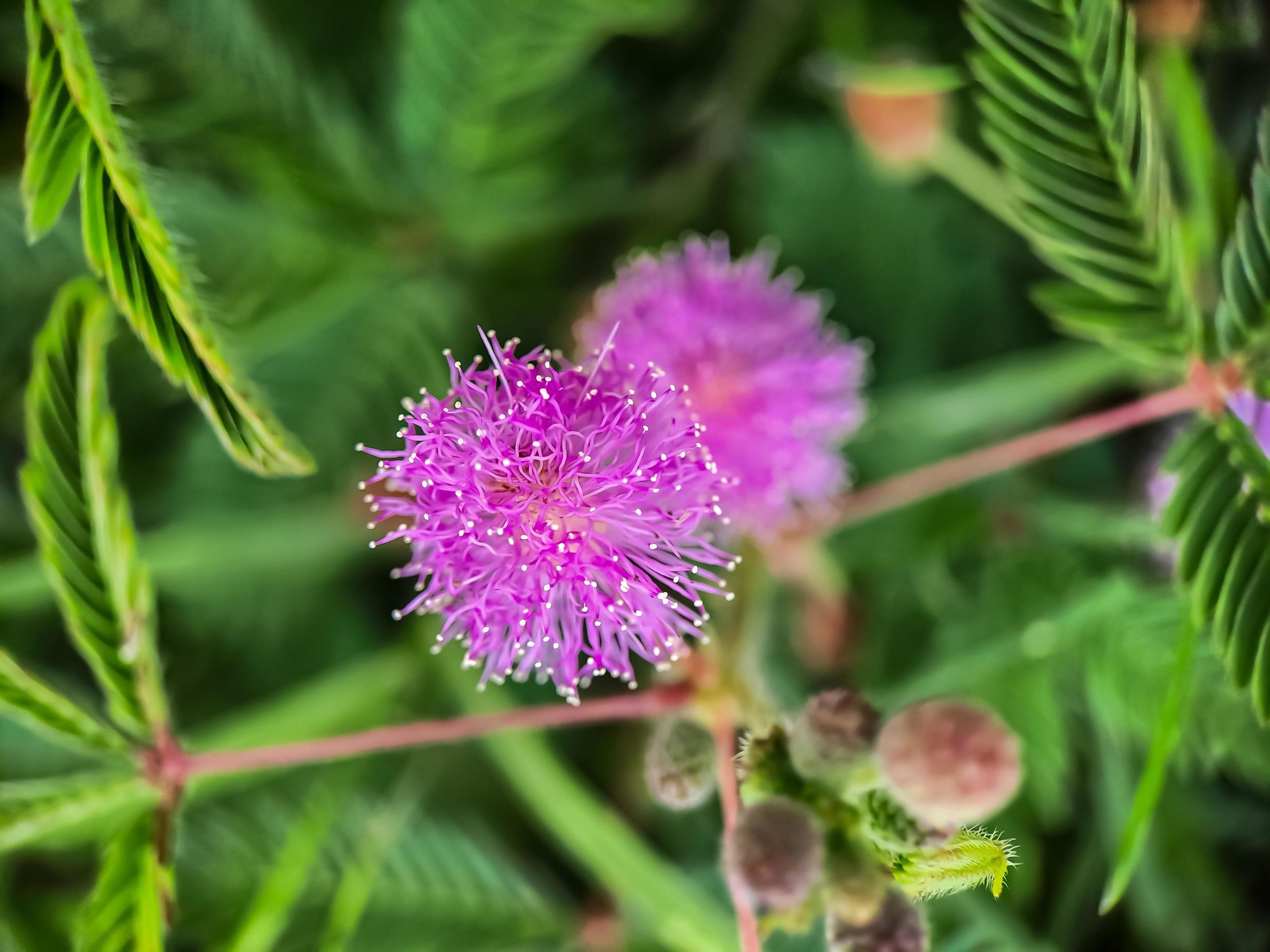 Mimosa strigillosa is a member of the original and perennial pea family, the Fabaceae family Stock Free