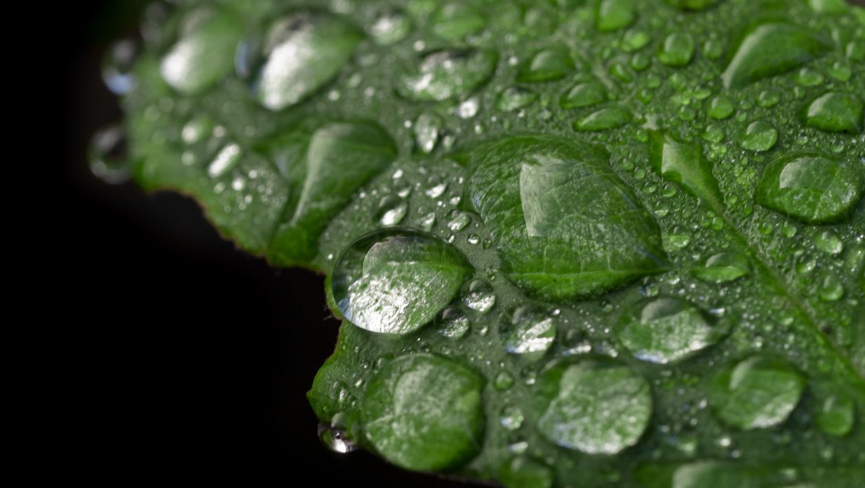 Water drops on a green leaf Stock Free