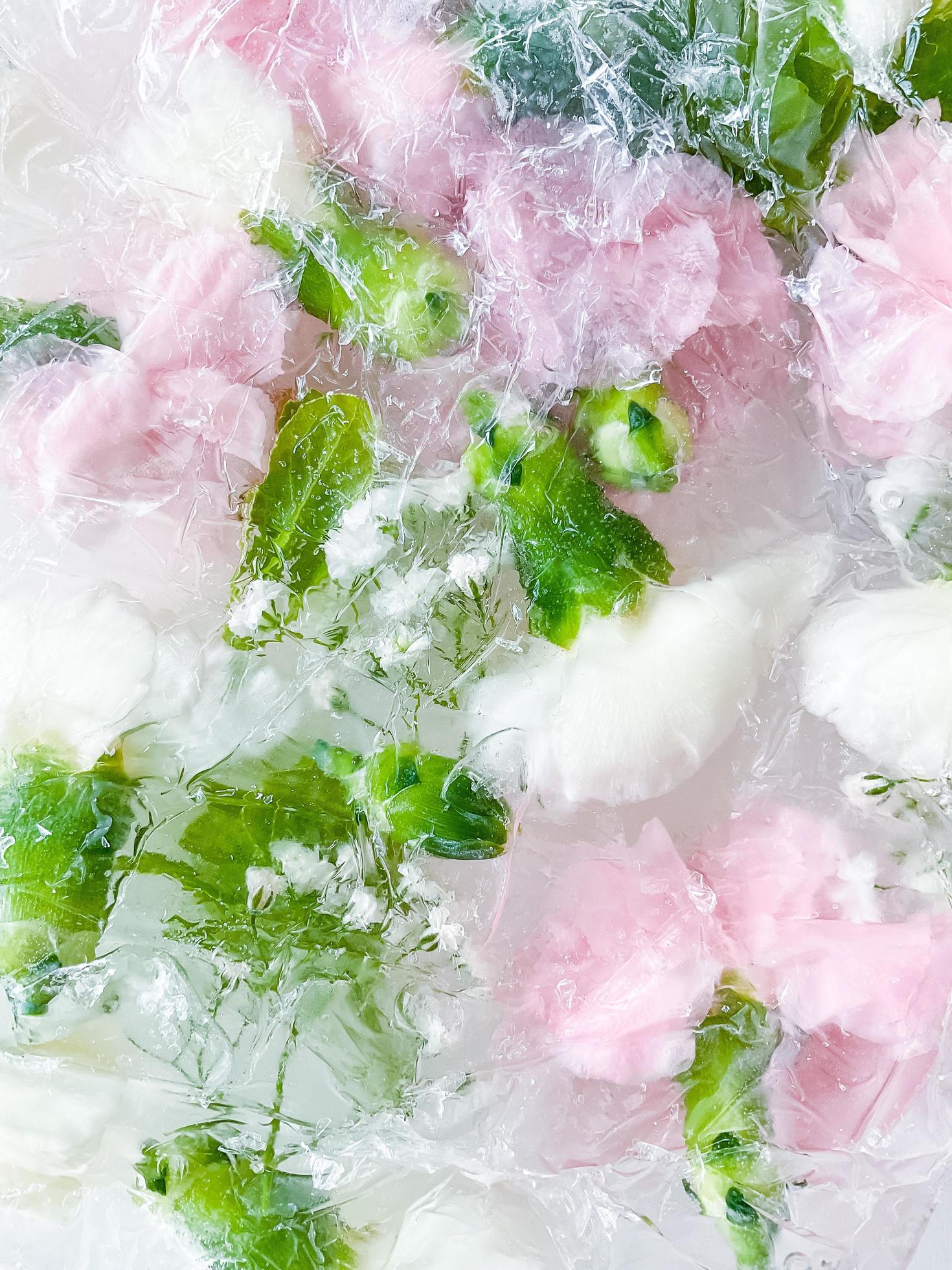 carnation, garden flowers frozen in ice. backgraund Stock Free