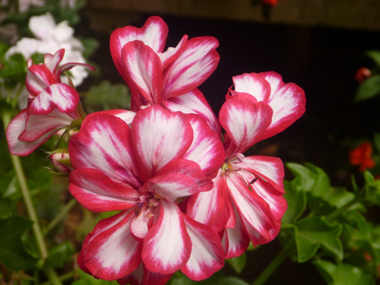 Unique Red White Flowers Stock Free