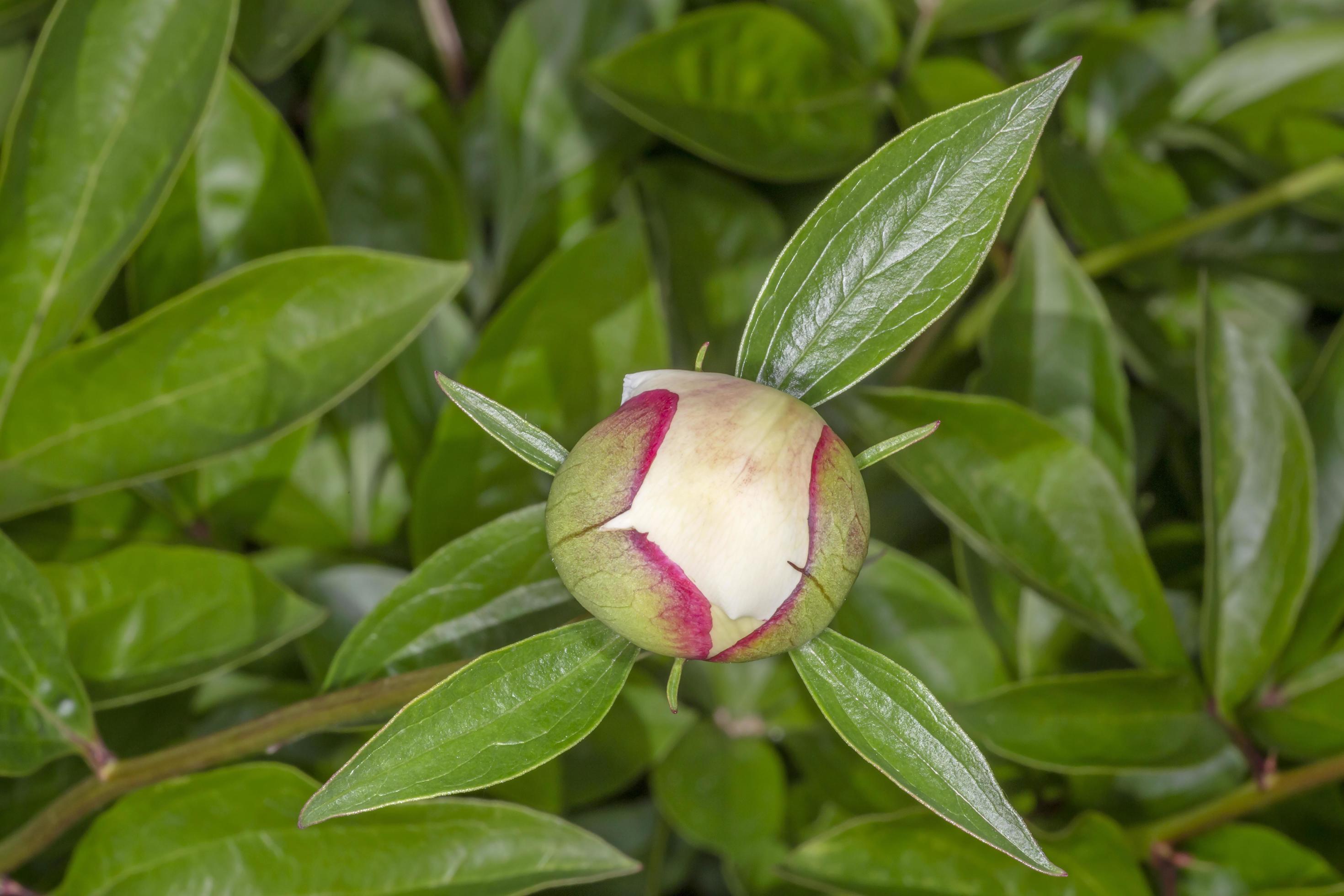 unopened white peony flower in garden Stock Free