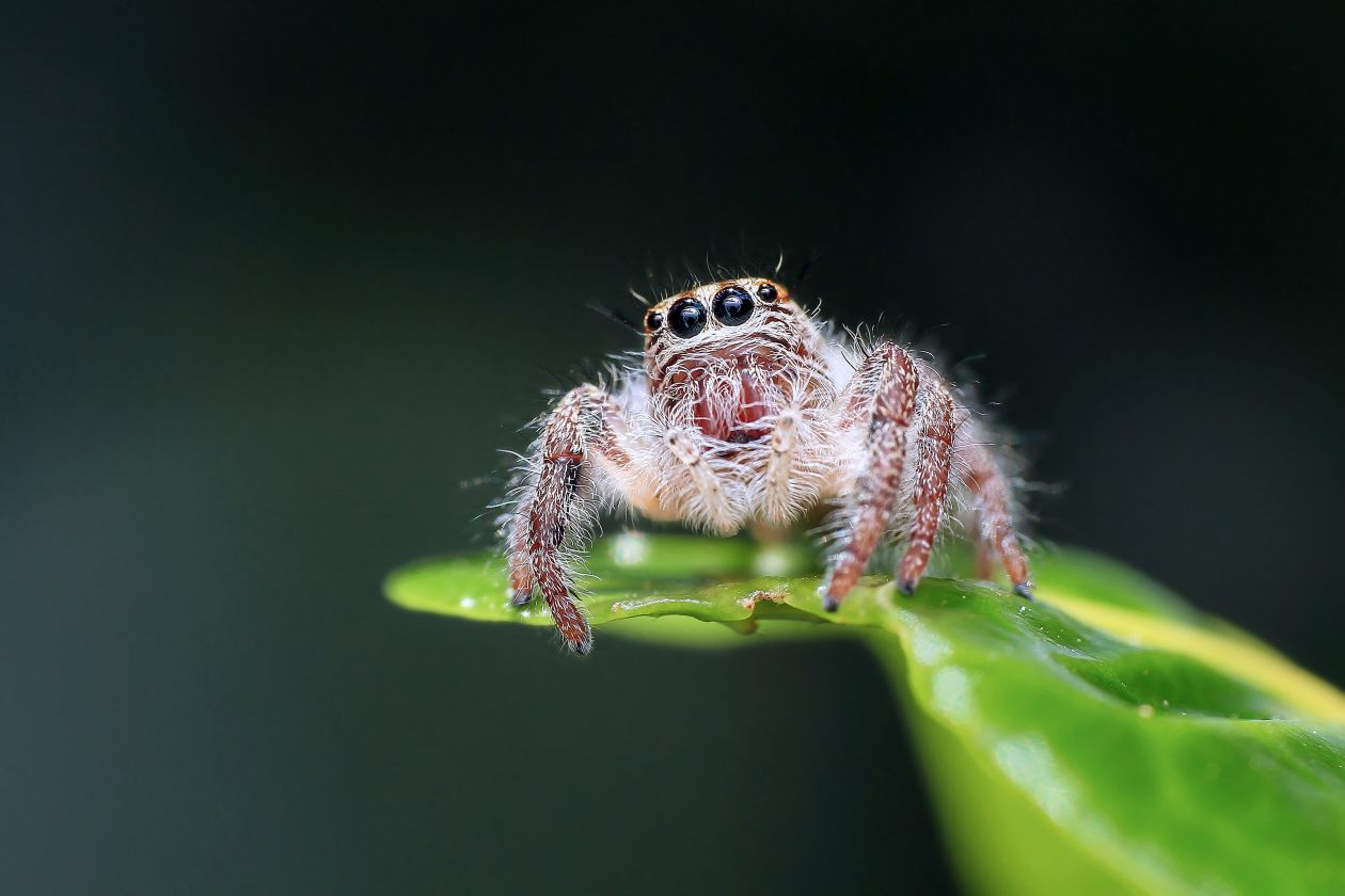 Spider on Web Against Black Background Stock Free