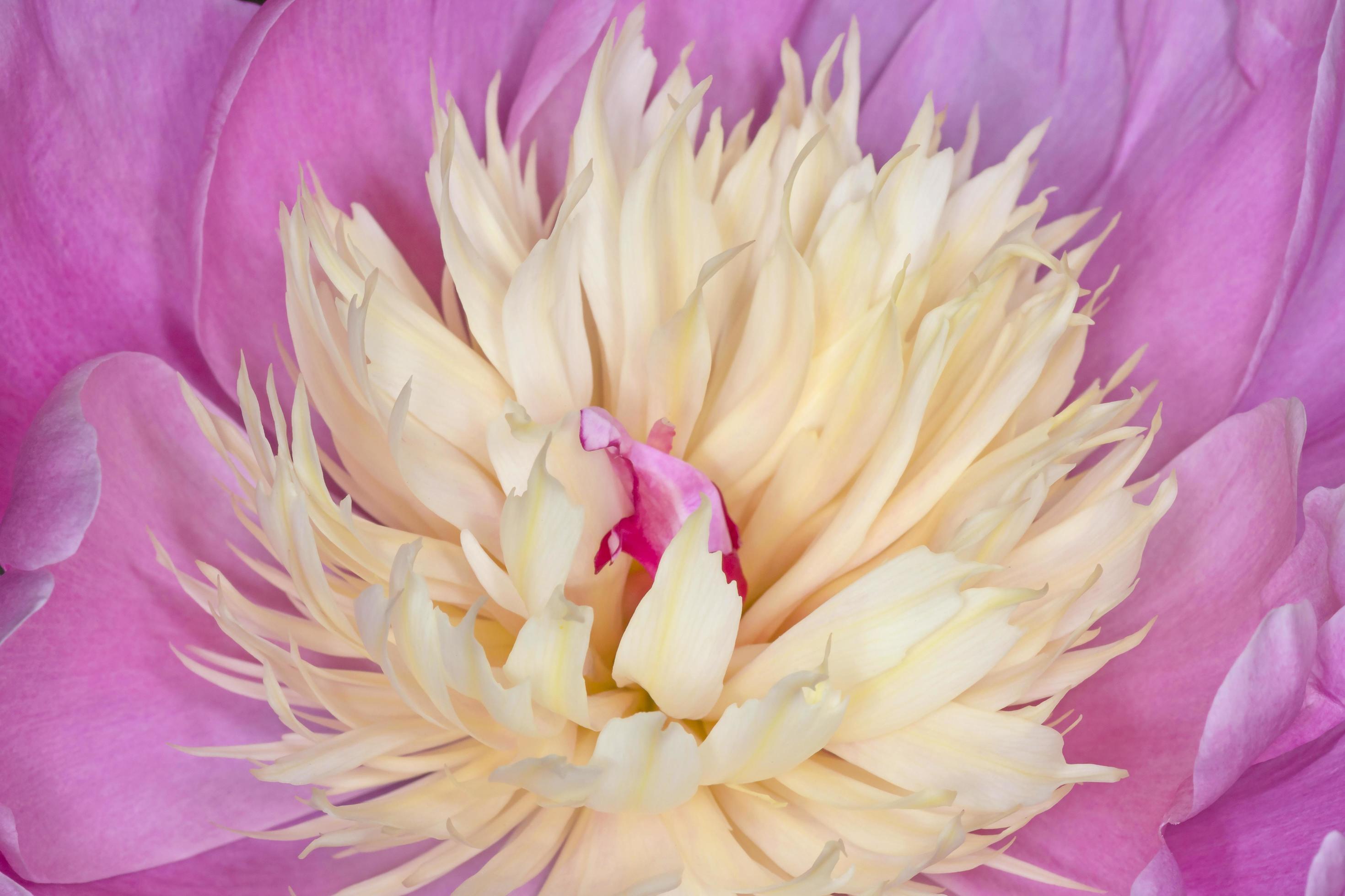 macro photo of pink with yellow peony flower Stock Free