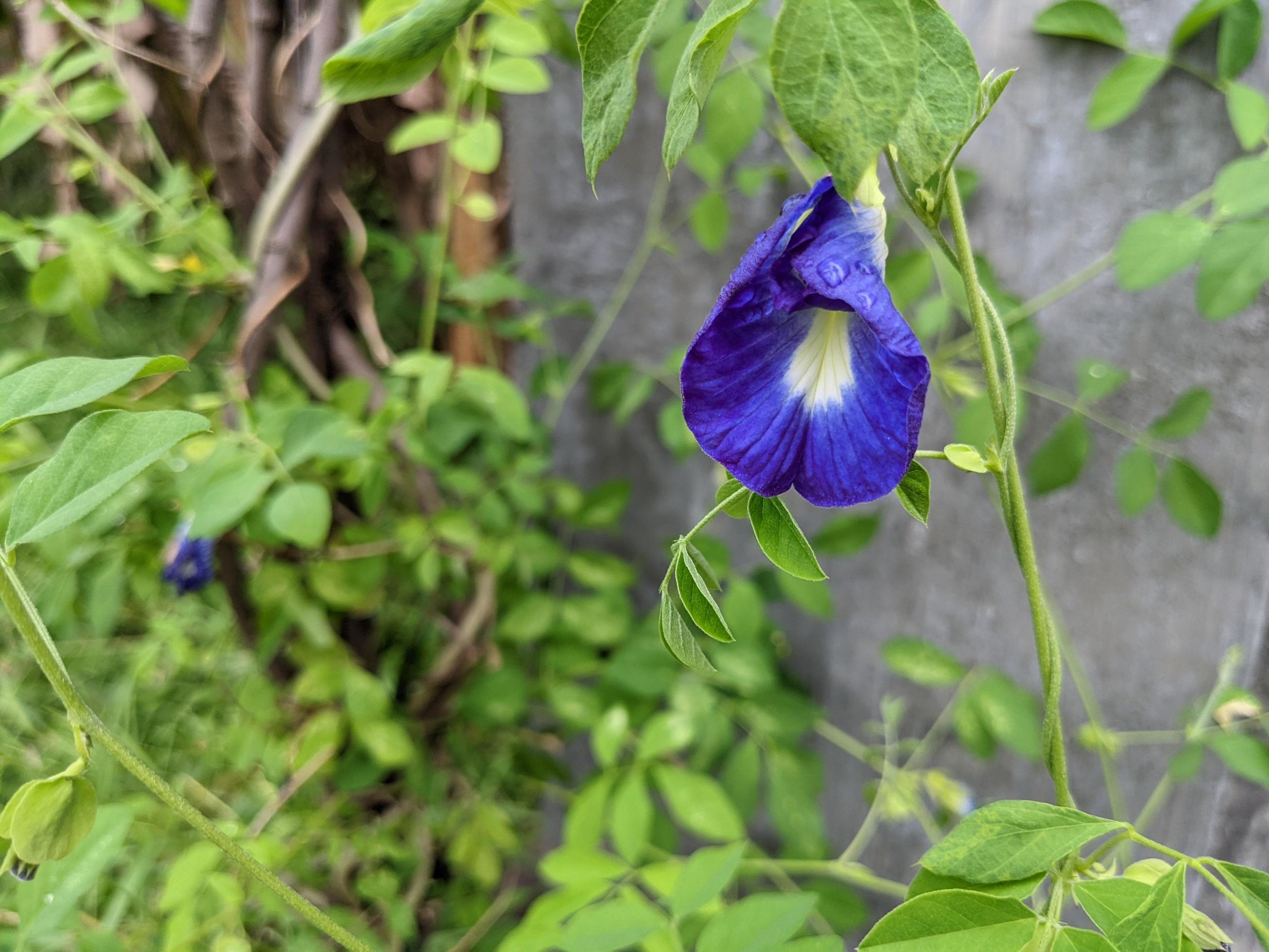 White, blue and red decorative flower on the back yard garden. The photo is suitable to use for nature background and content media. Stock Free