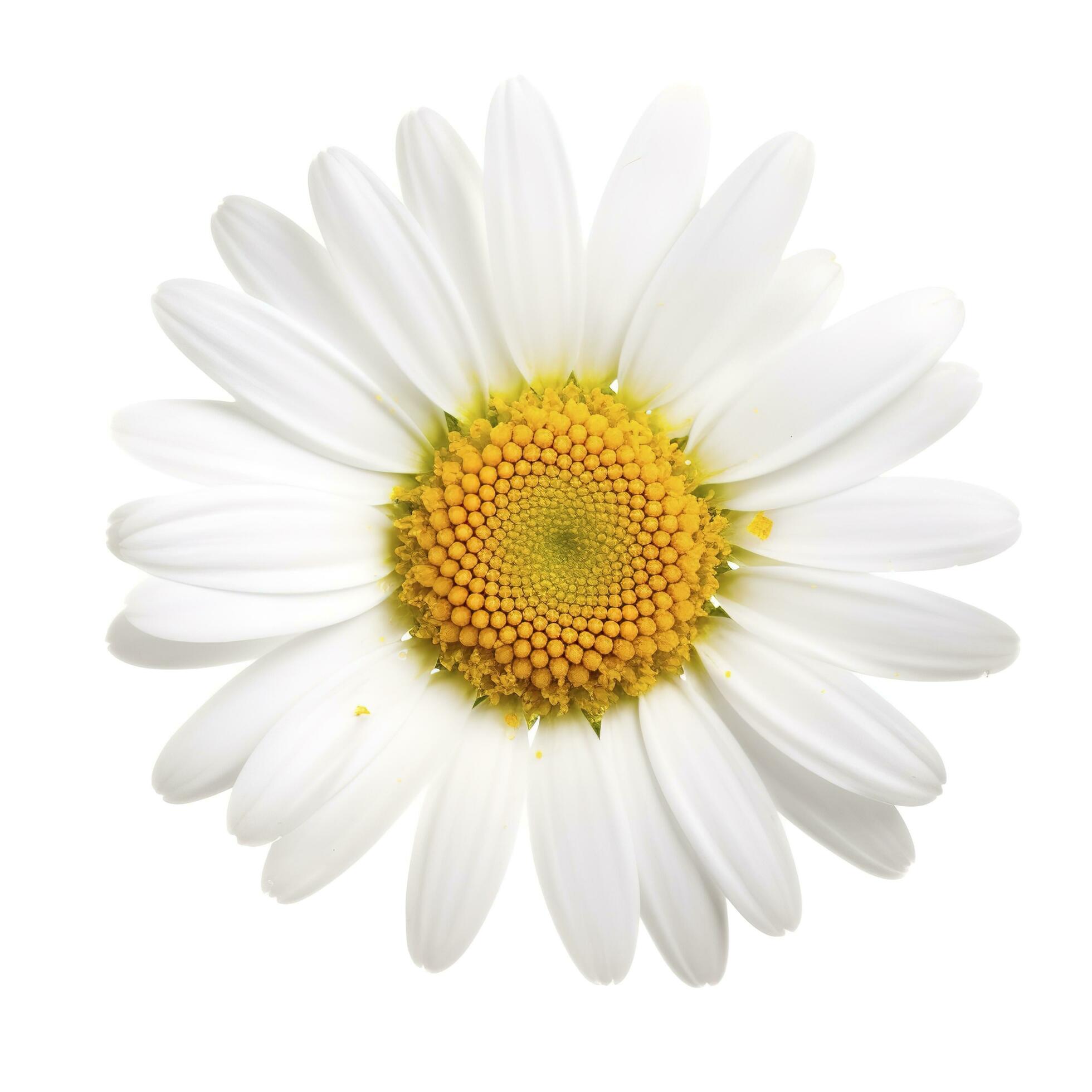 Daisy flower with isolated on white background, generate ai Stock Free