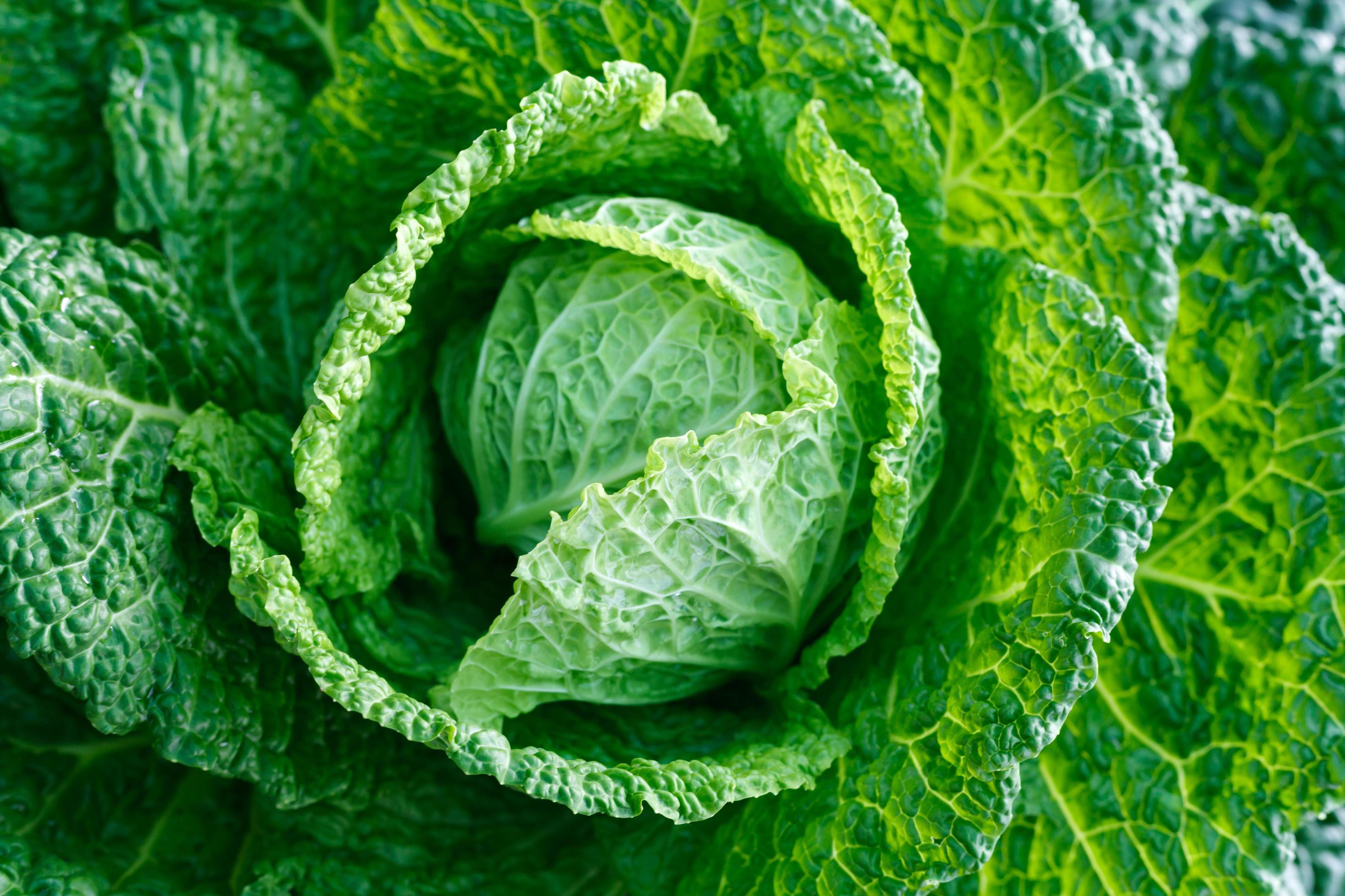 Savoy cabbage super food. Top view Stock Free