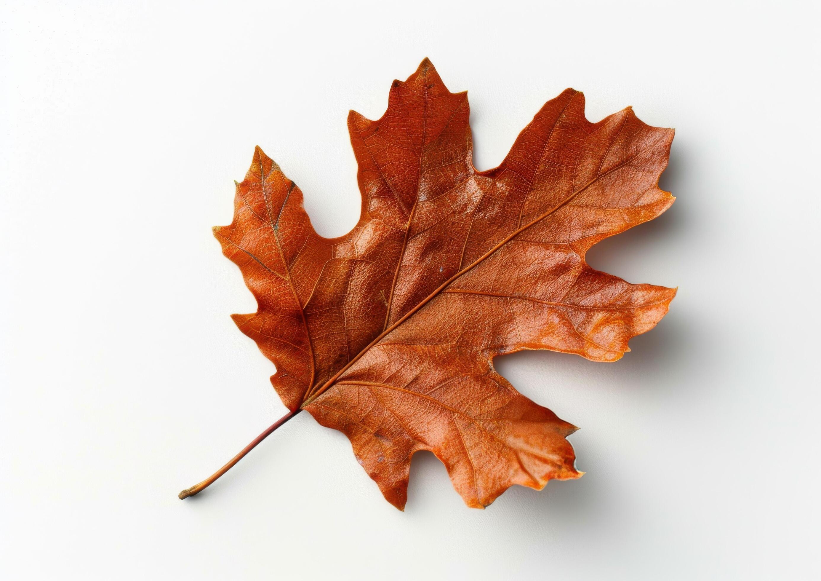 Single Brown Oak Leaf on White Background Stock Free