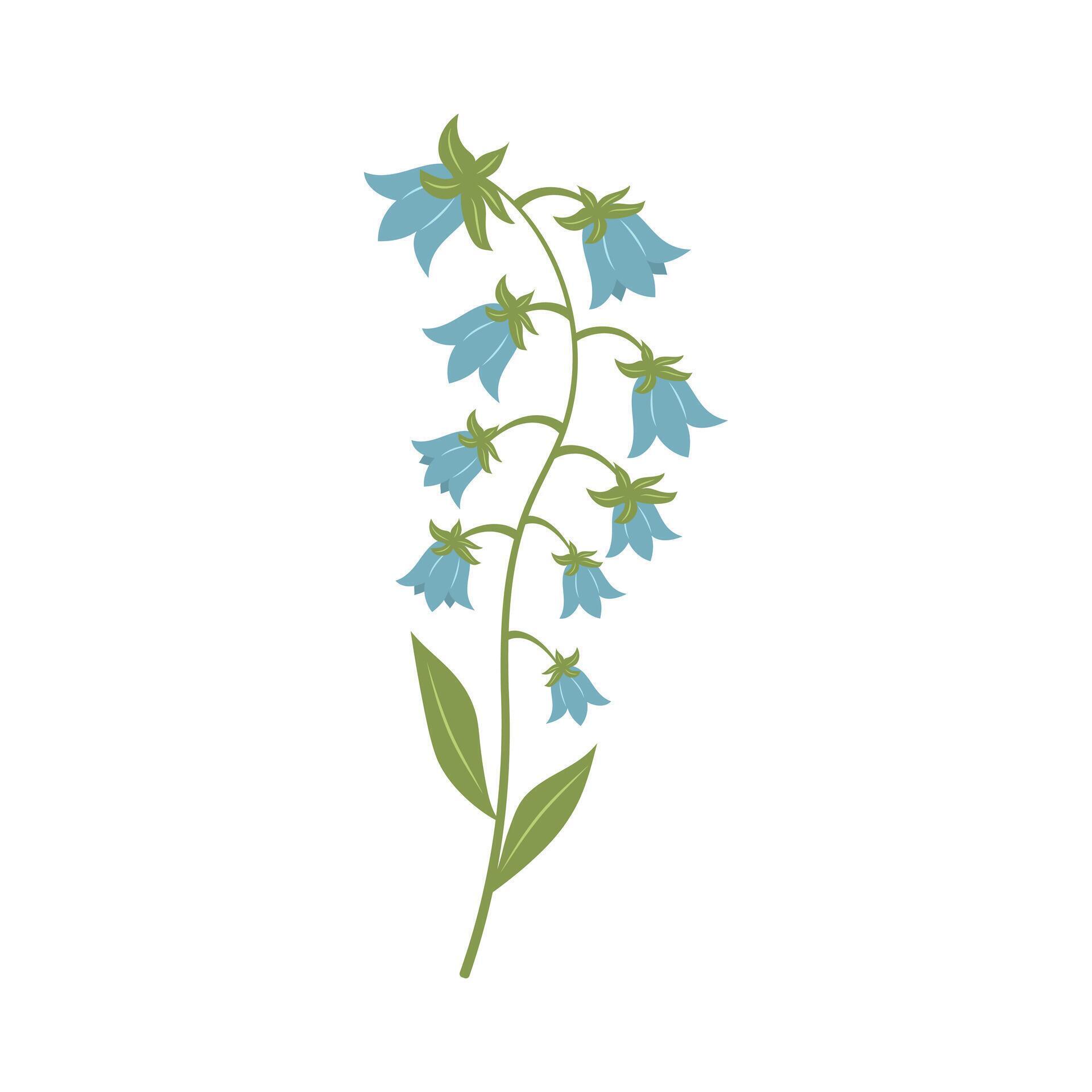 Blue bluebell flowers. Twig of bells. Vector illustration isolated on white background. Stock Free