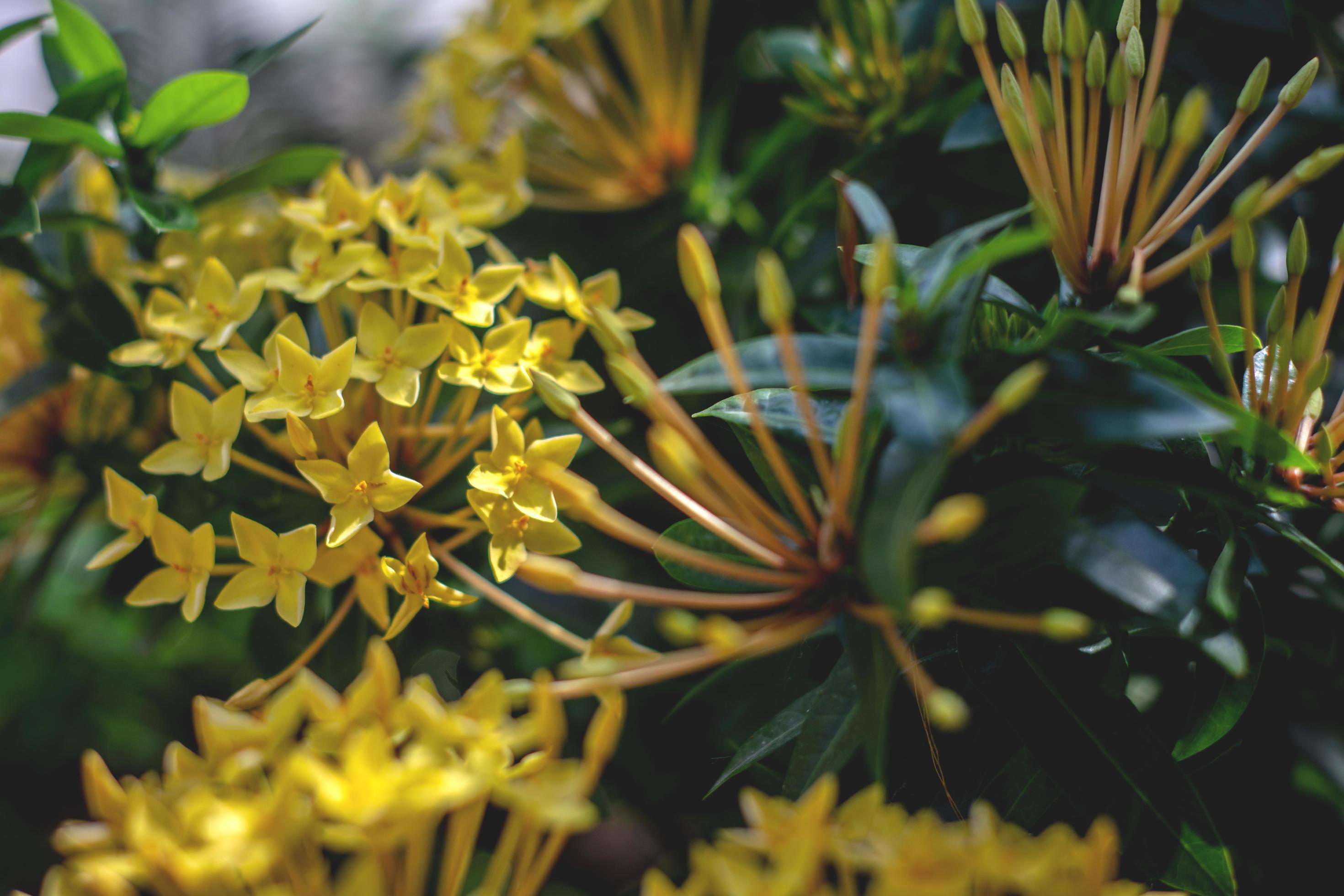 an ixora coccinea yellow flower Stock Free