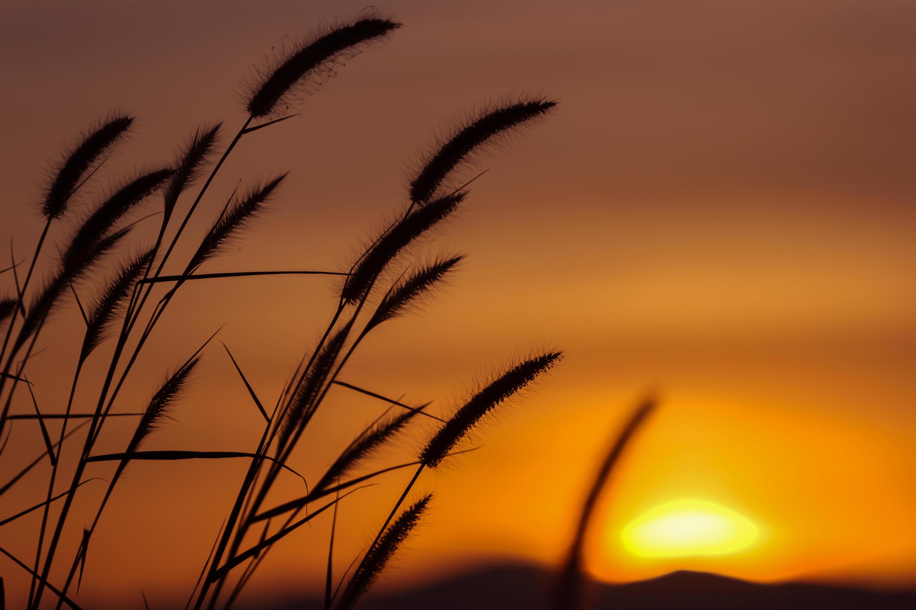 Silhouette of grass flower in sunset. Stock Free