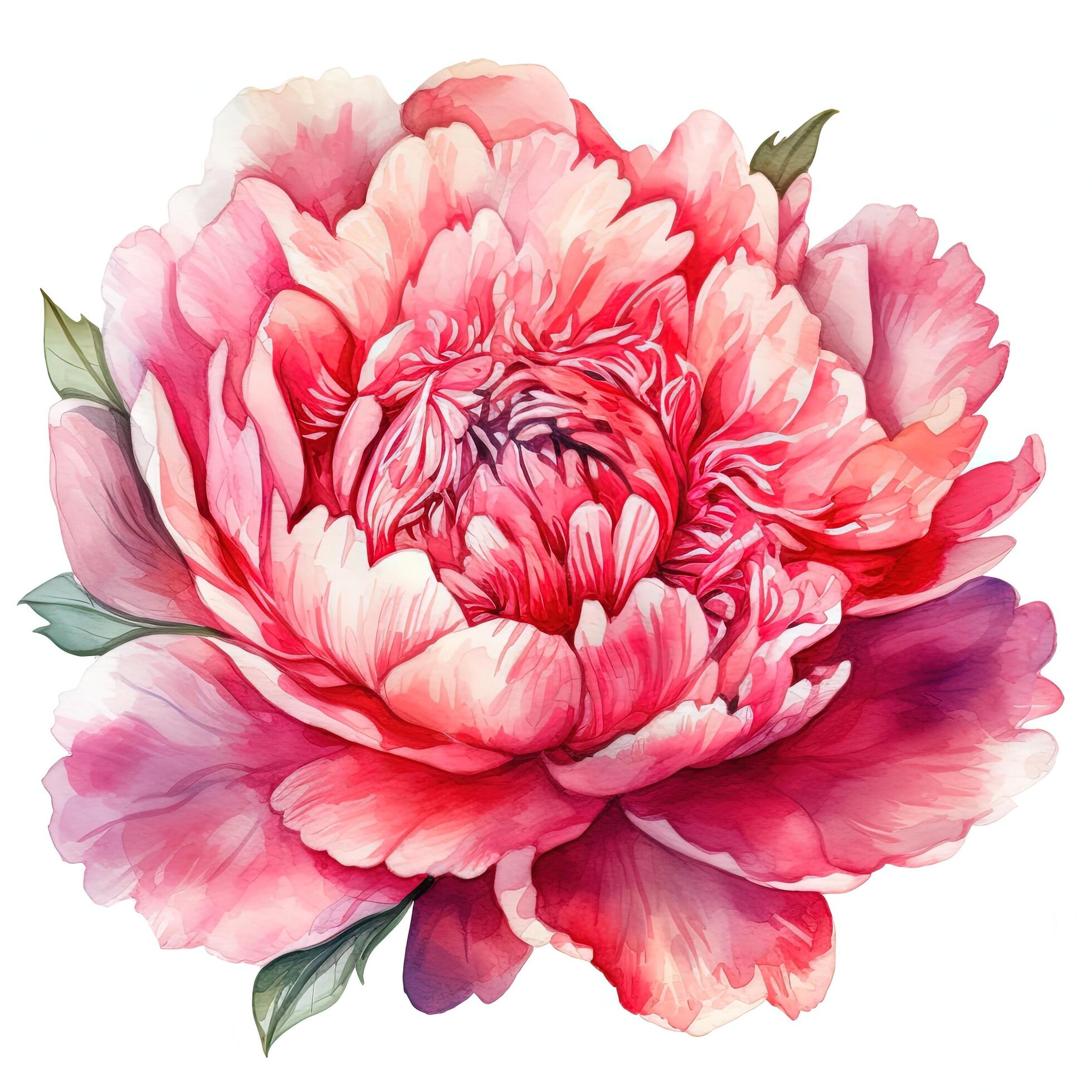 Watercolor beautiful peony flower. Illustration Stock Free