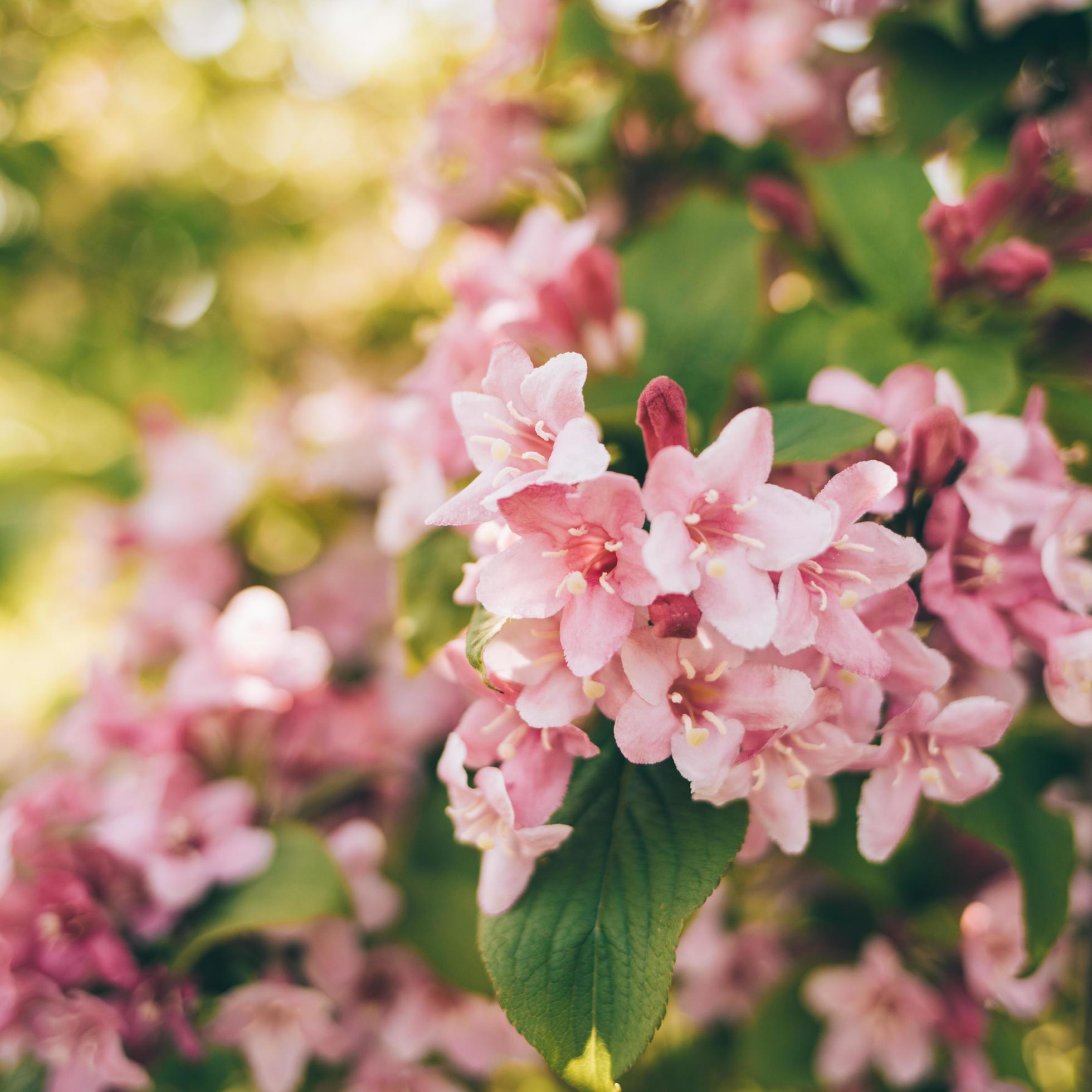 Pink and white flowers Stock Free