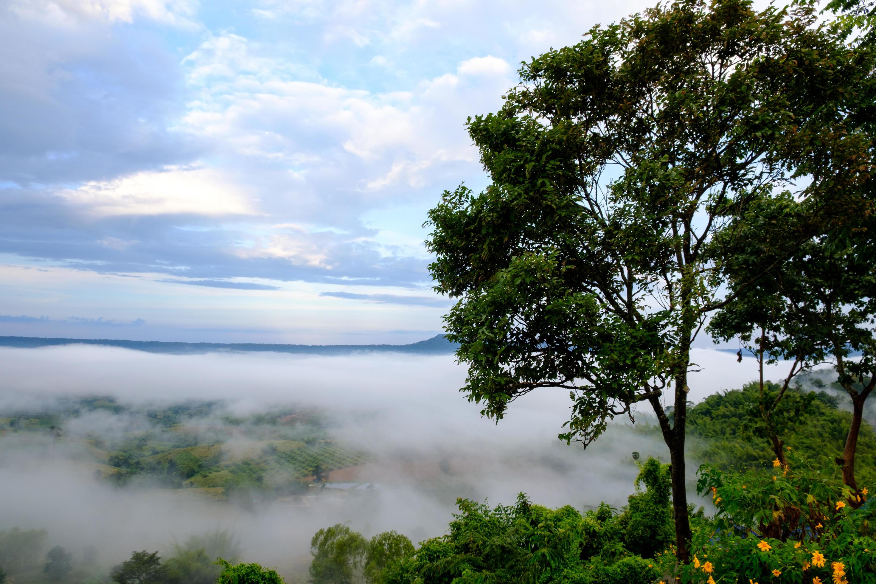 Fog in forest with morning sunrise at Khao Takhian Ngo View Point at Khao-kho Phetchabun,Thailand Stock Free