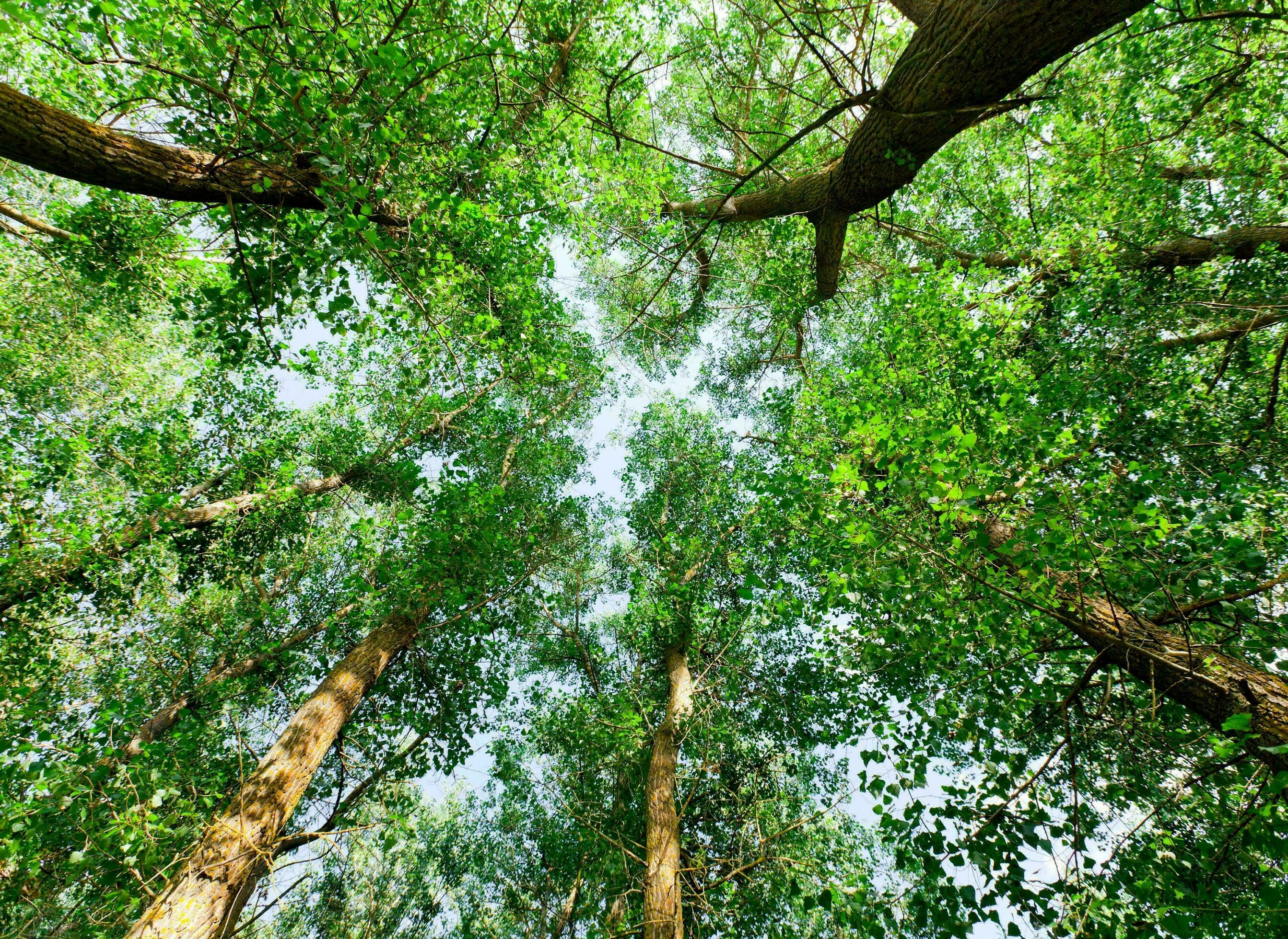 Nature green landscape sky background photo Stock Free