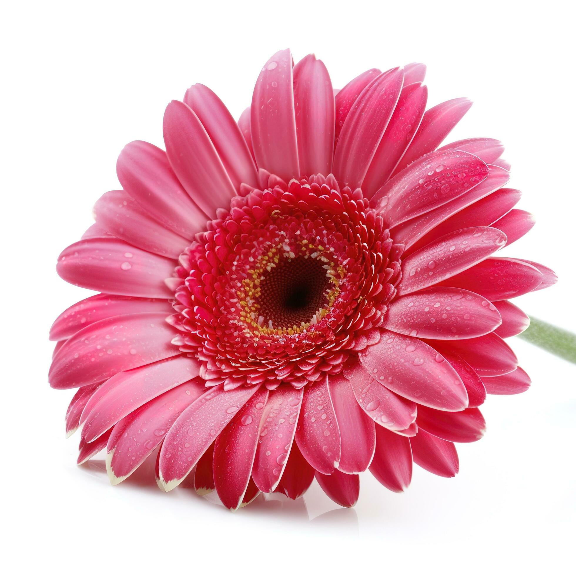 Pink gerbera flower isolated on white background, generate ai Stock Free