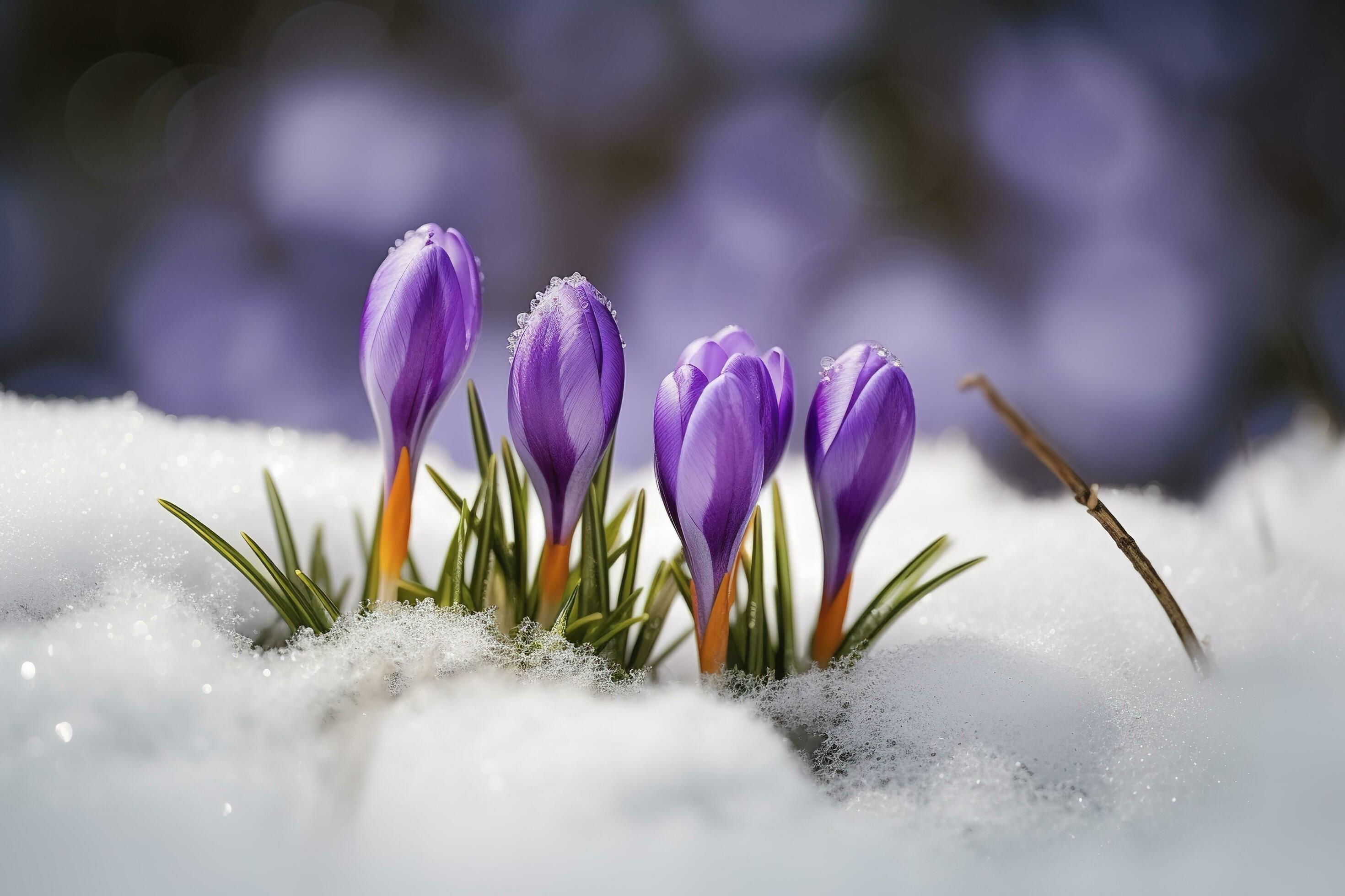 Crocuses – blooming purple flowers making their way from under the snow in early spring, closeup with space for text , generate ai Stock Free