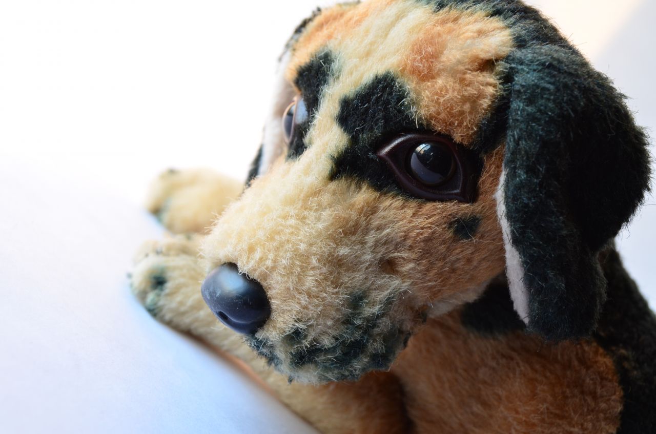 Sad Soft Toy Dog Stock Free