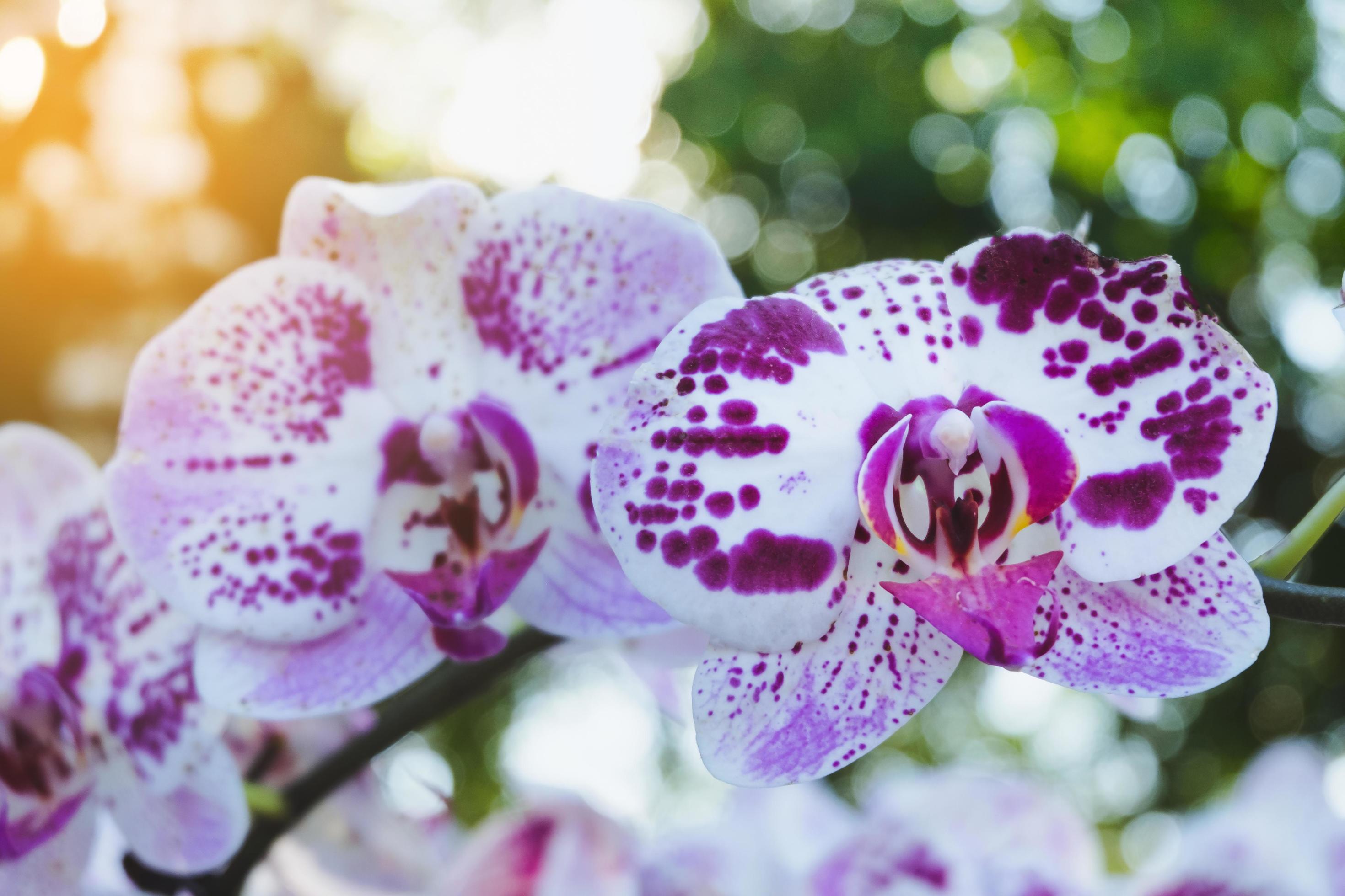 Orchid flower in tropical garden. Phalaenopsis Orchid flower.Floral background.Selective focus. Stock Free