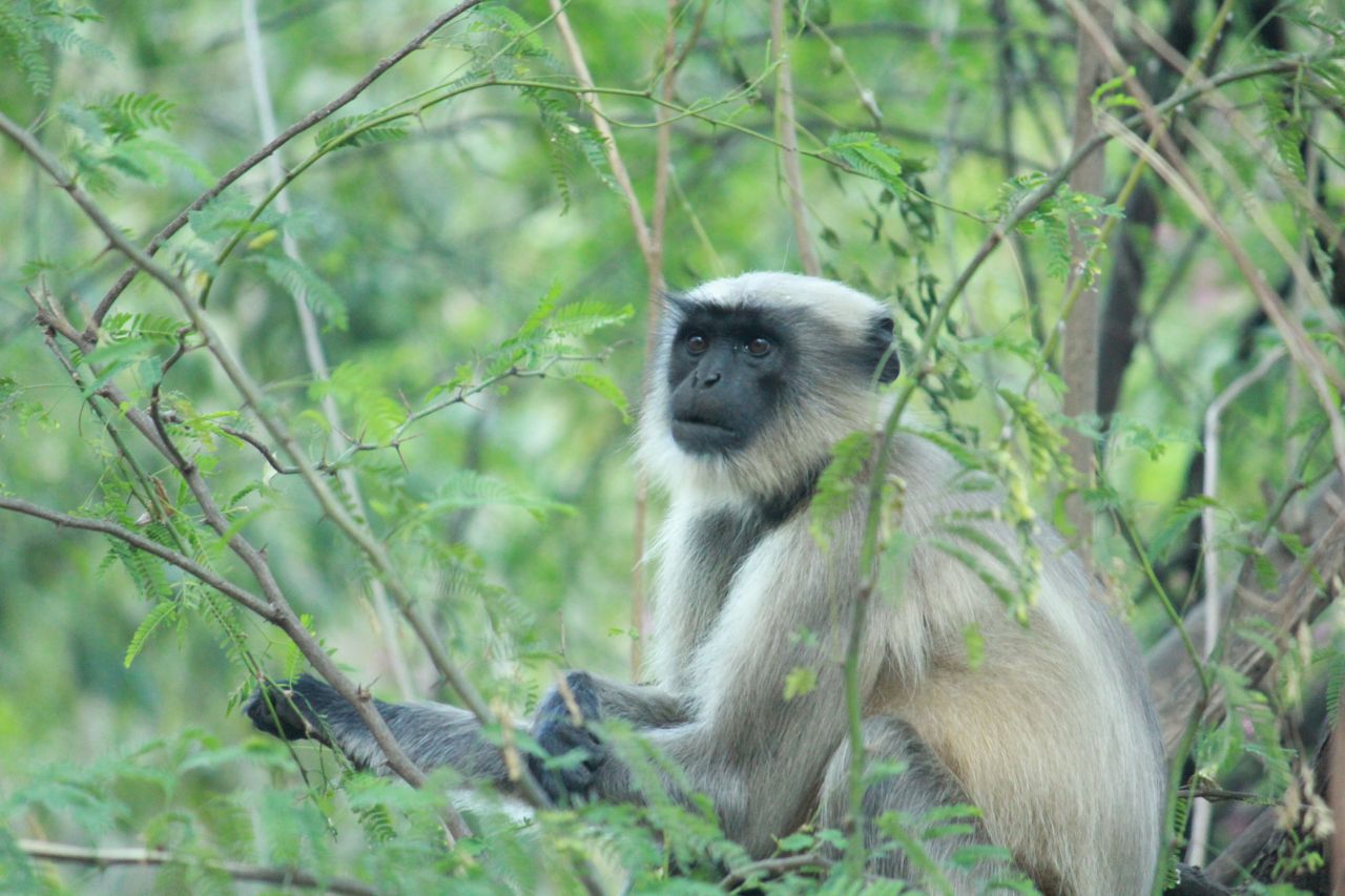 Monkey On Tree Stock Free