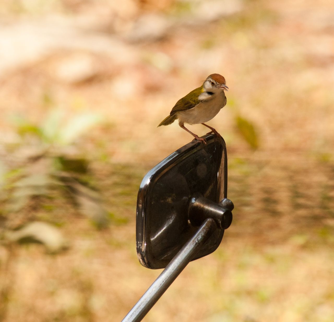 Bike Mirror Bird Stock Free