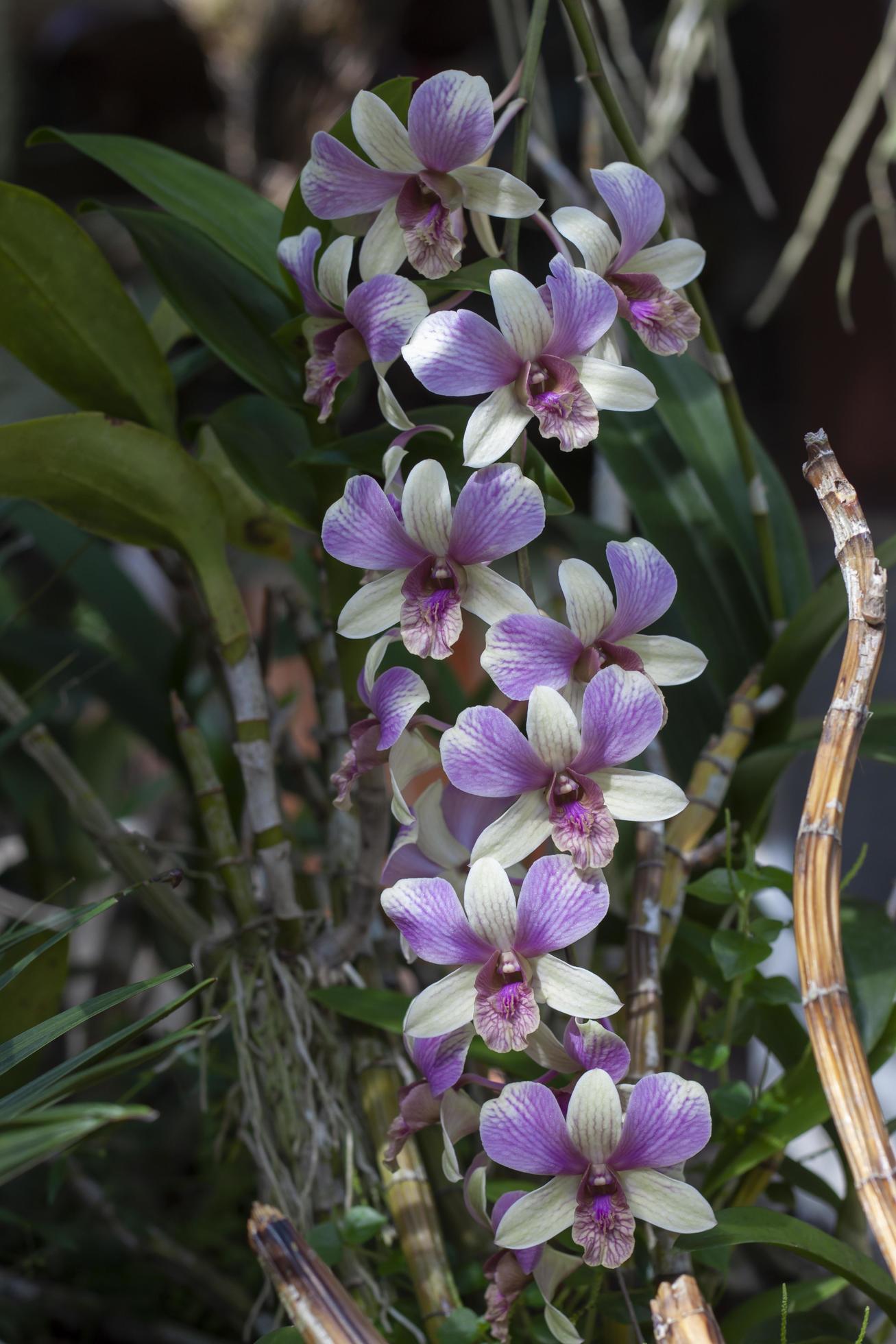 Purple and white Orchid flower bloom and hanging on tree with sunlight in the garden. Stock Free